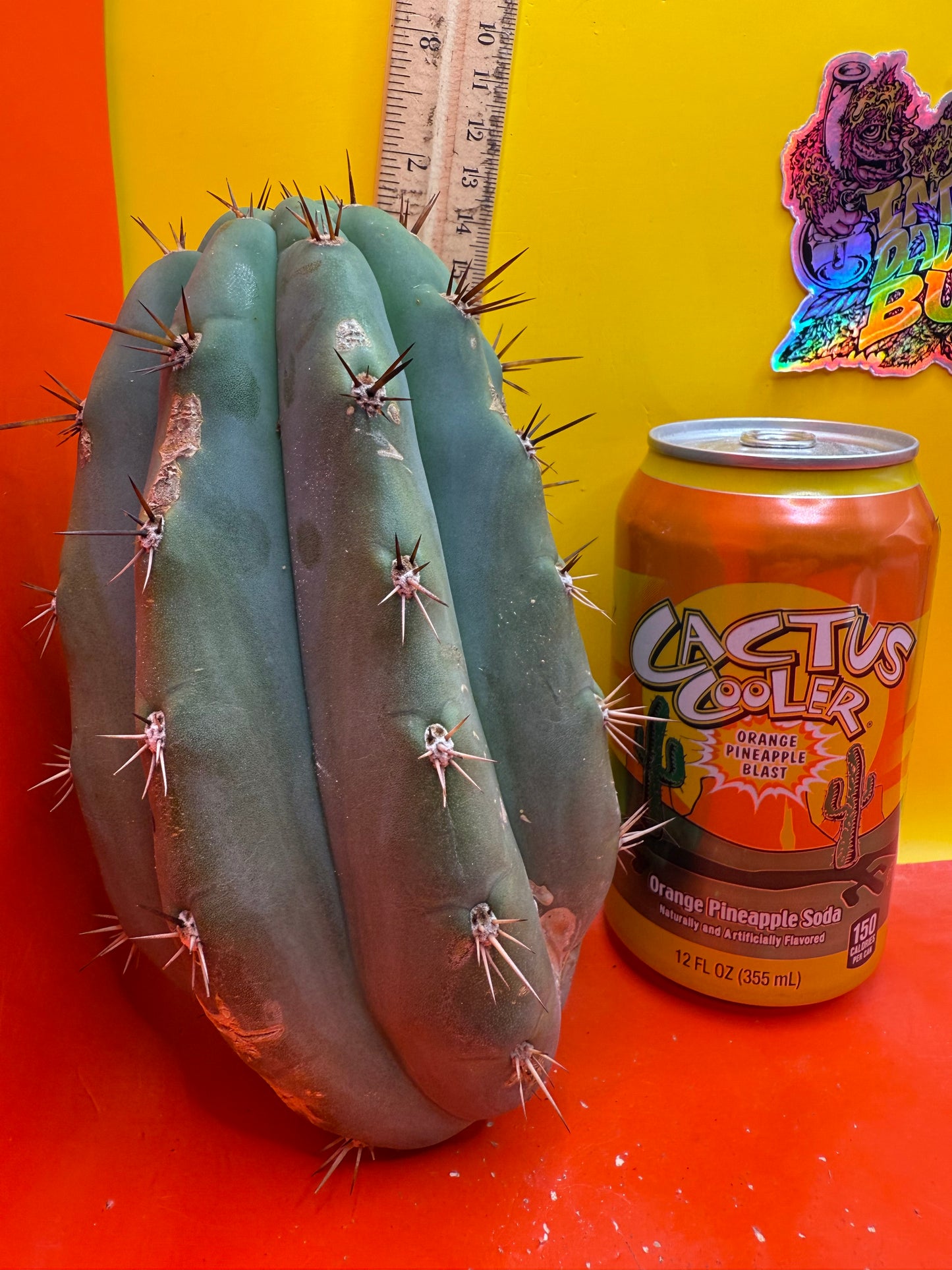 SSO2 x (Peru x Juules Giant) ! Seed grown cactus! BRIDGESII X PERUVIANUS X PACHANOI