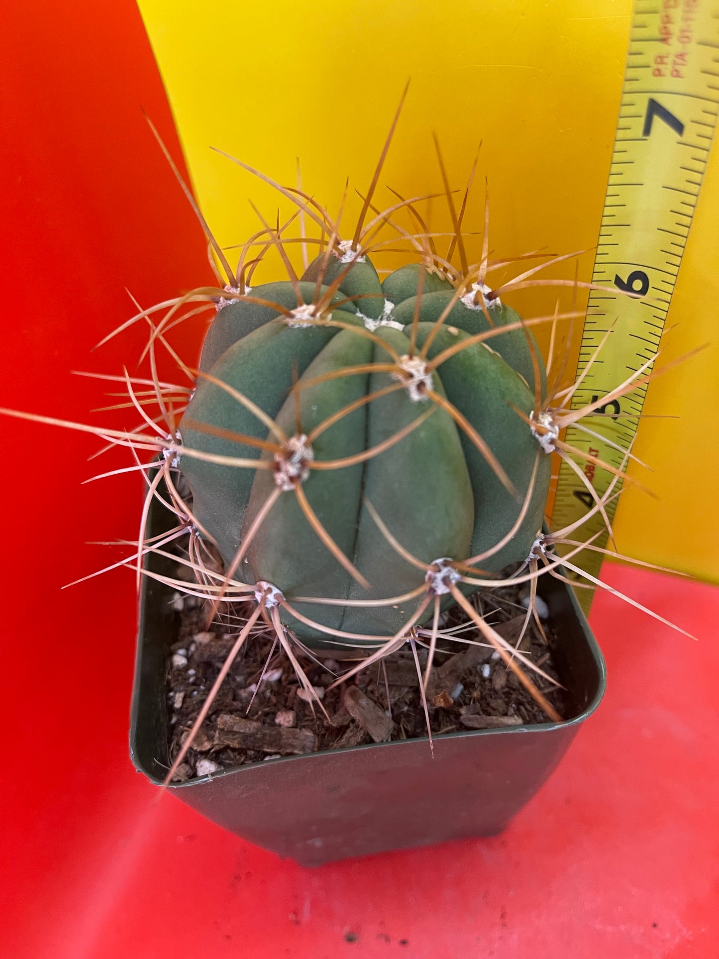 Trichocereus terscheckii