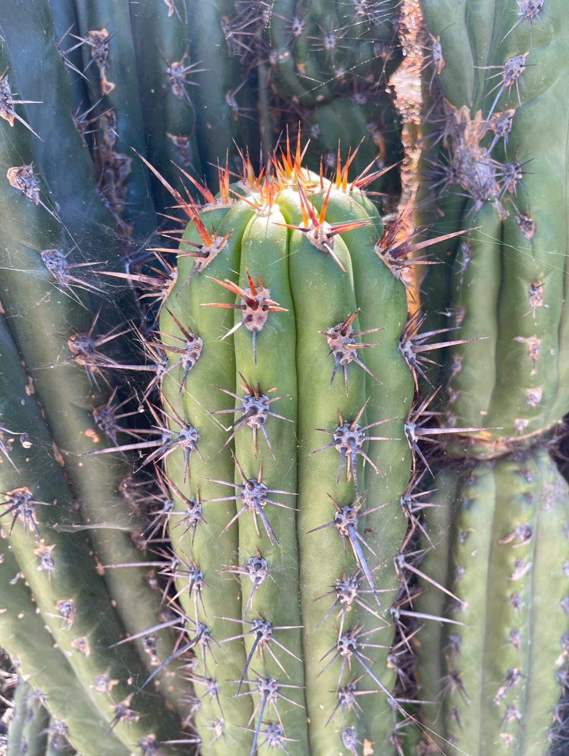 Trichocereus tacaquirensis seeds !