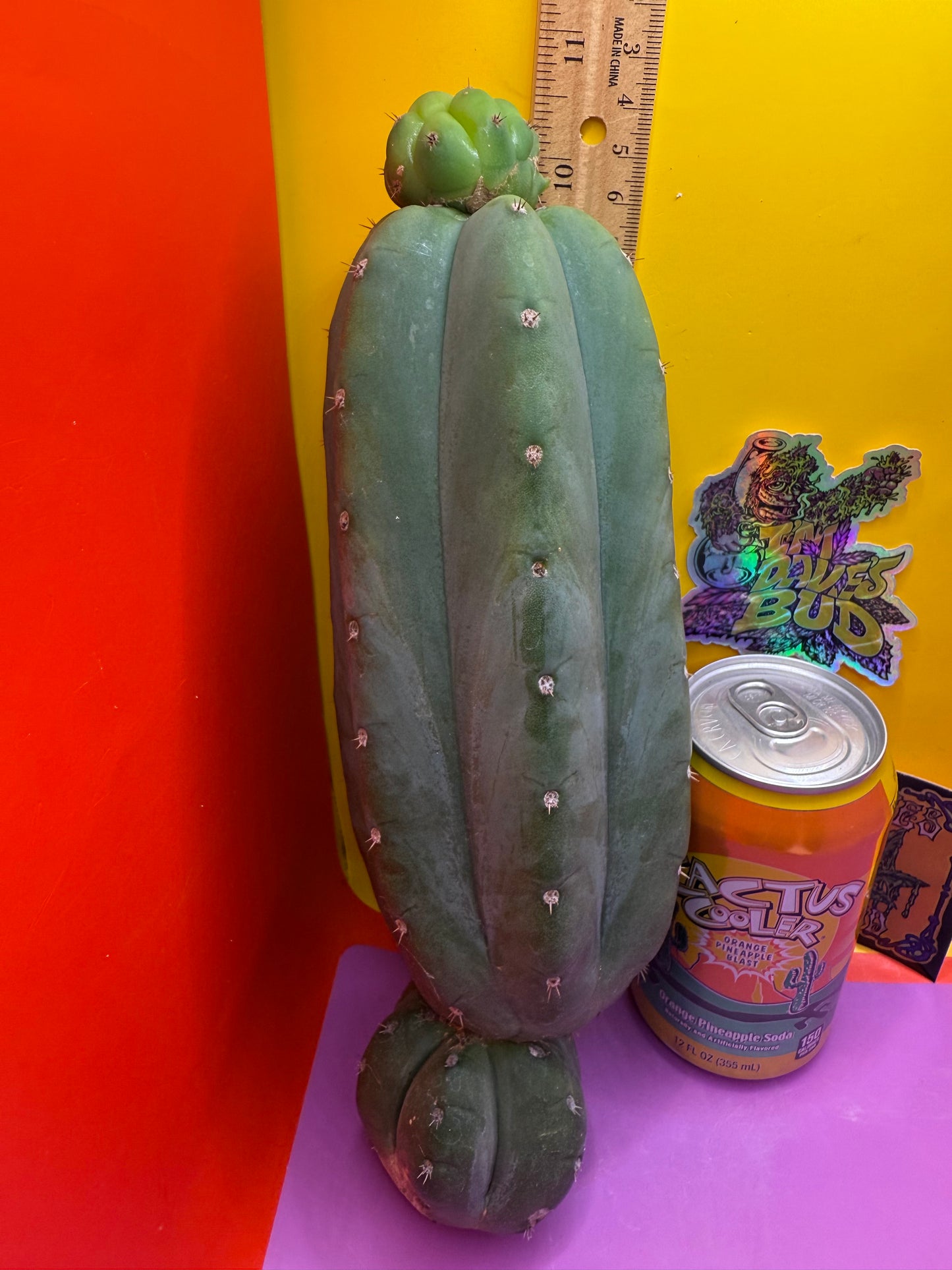 Cahuilla !