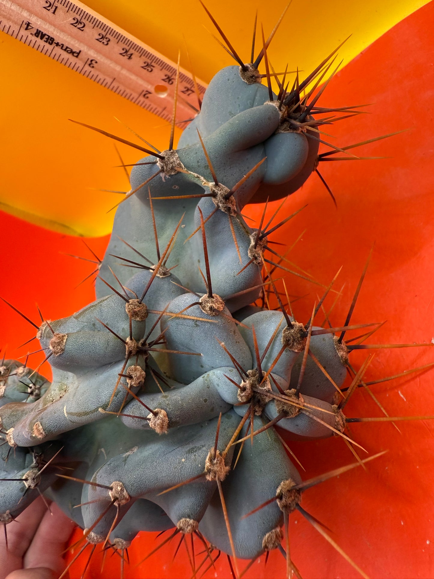 Cereus monstrose