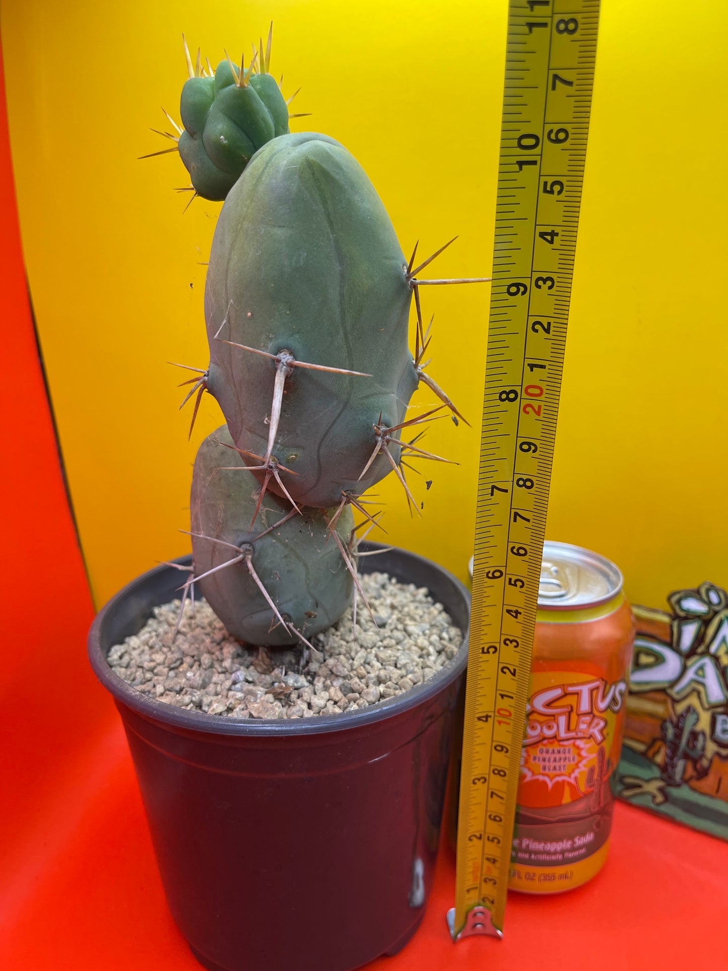 TBM !! 🌵😵💫type of SanPedro cactus