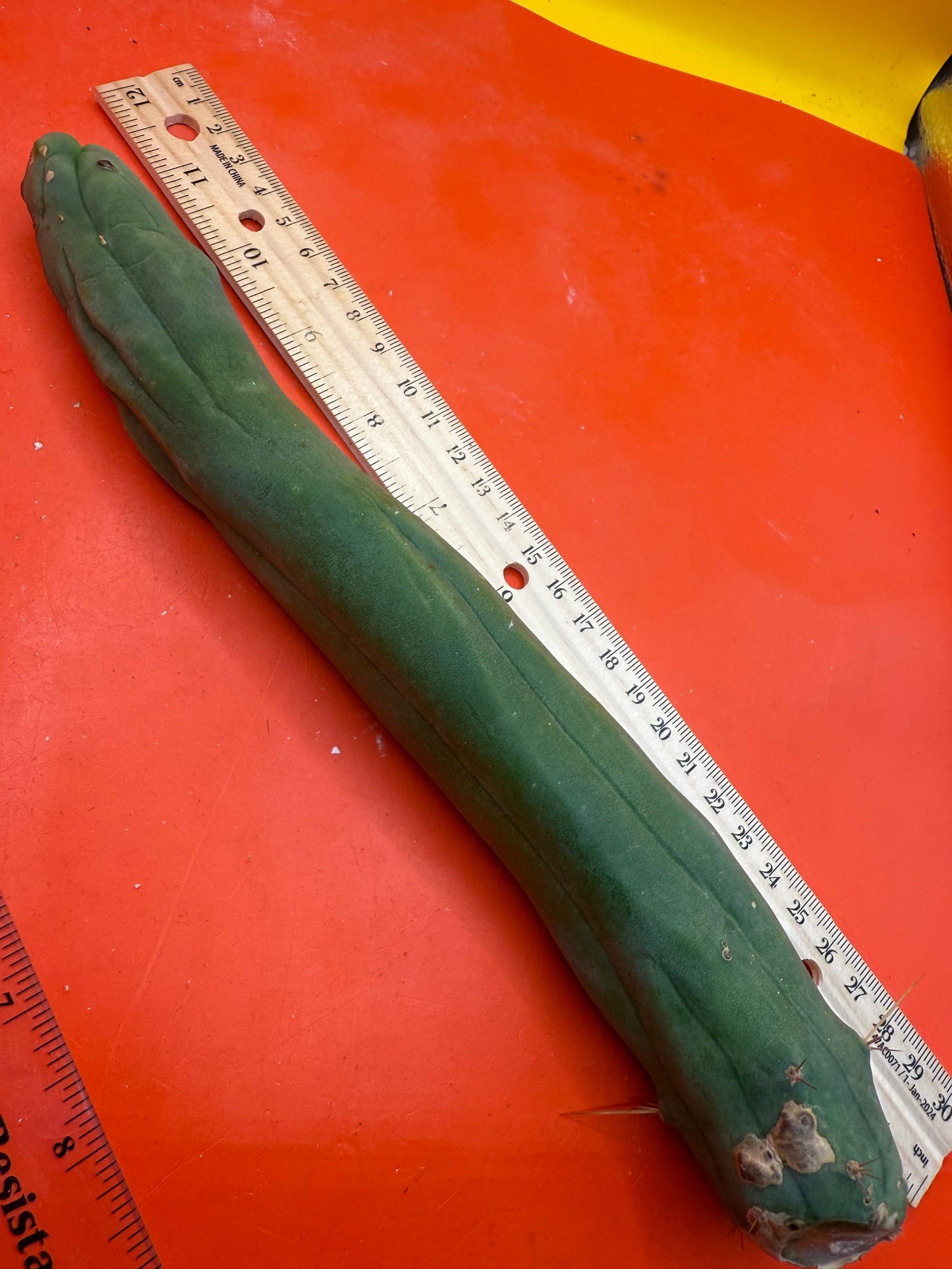 TBM-A long form monstrose cactus !