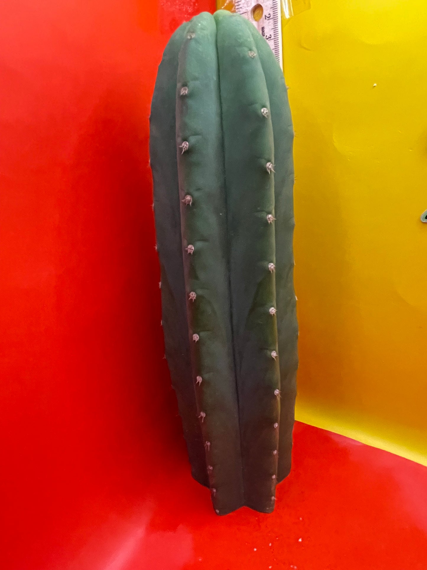Cahuilla cactus