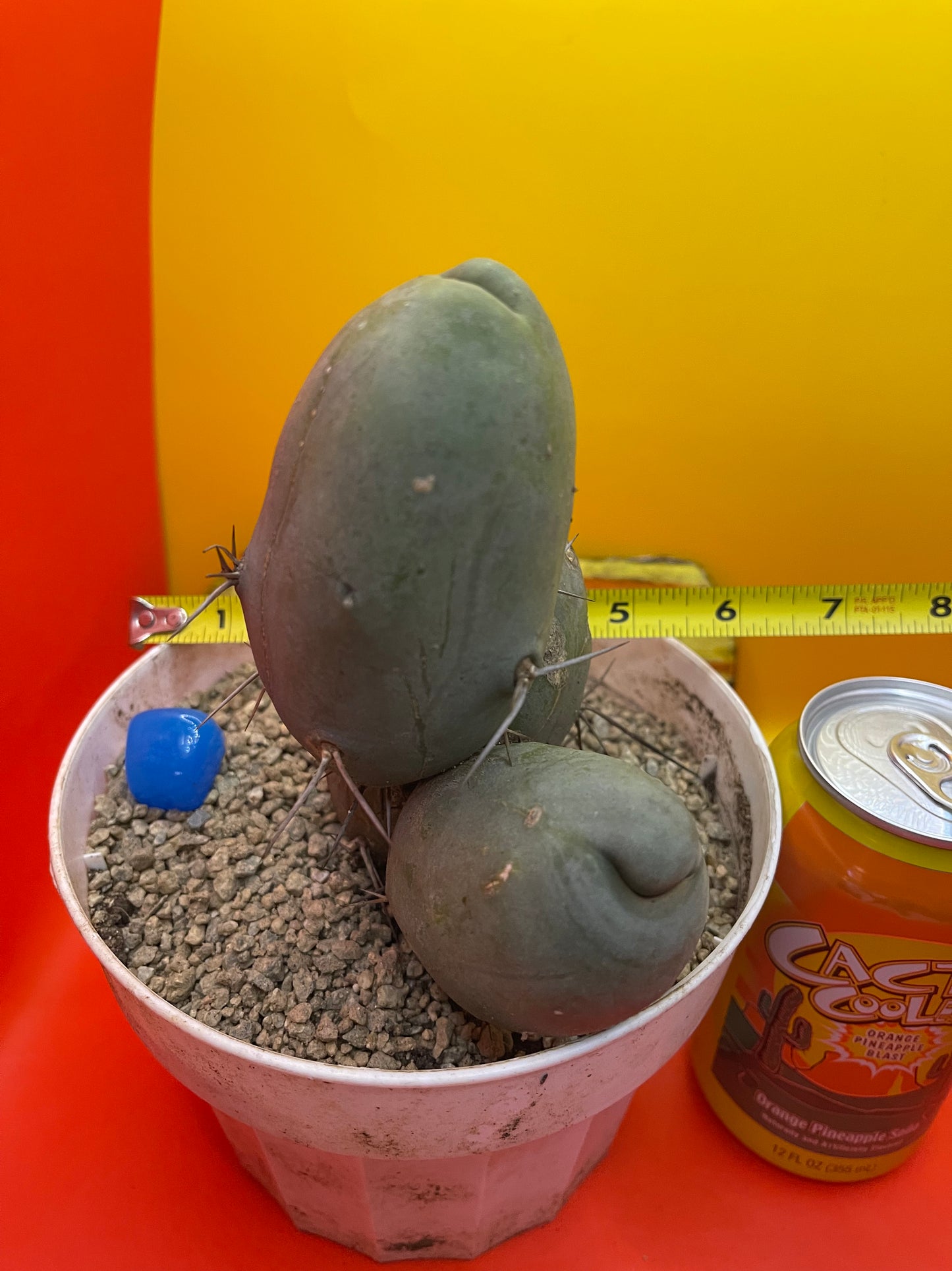 Tbm CACTUS!!! Bare root