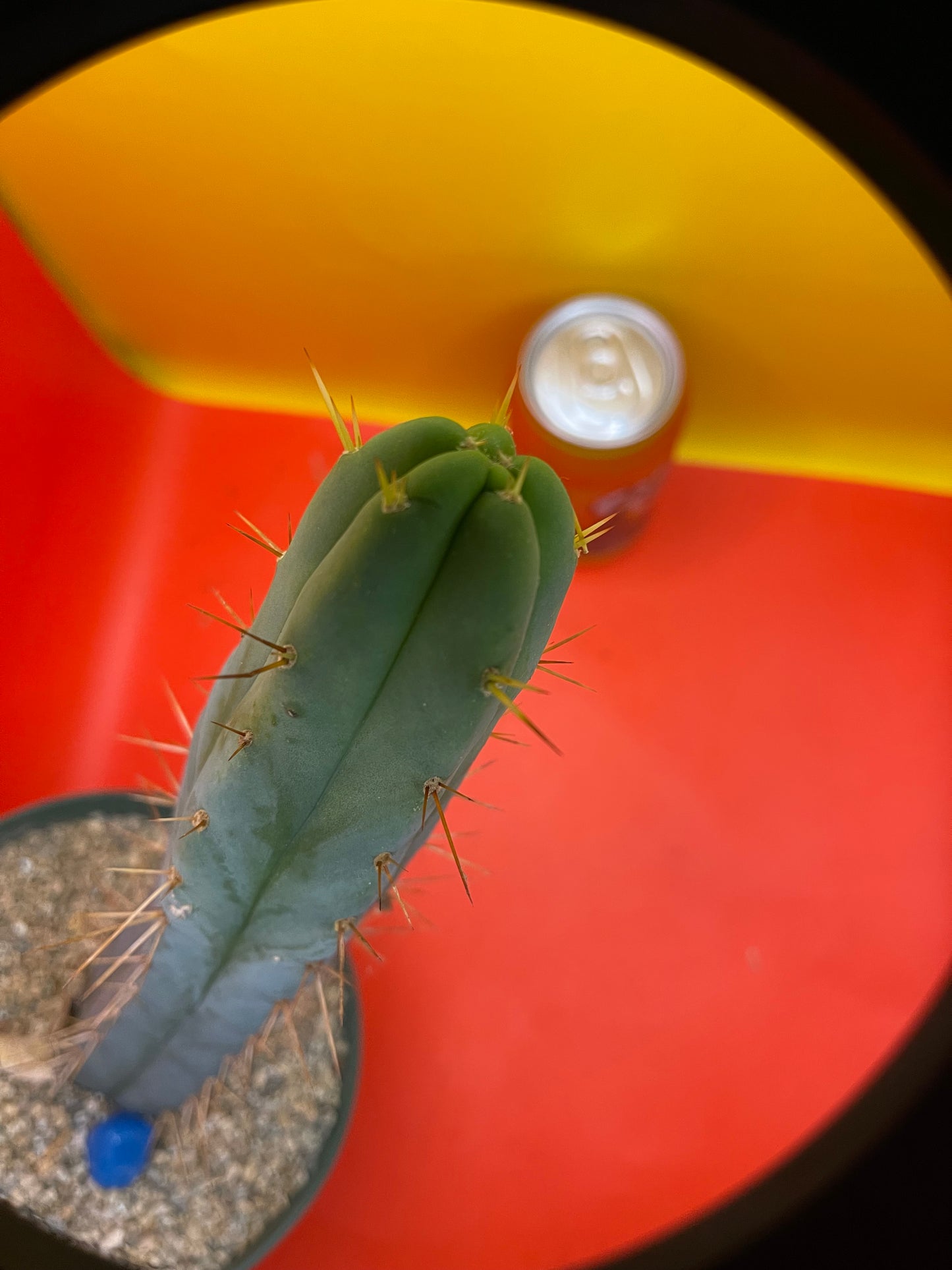 Trichocereus Bridgesii fully rooted