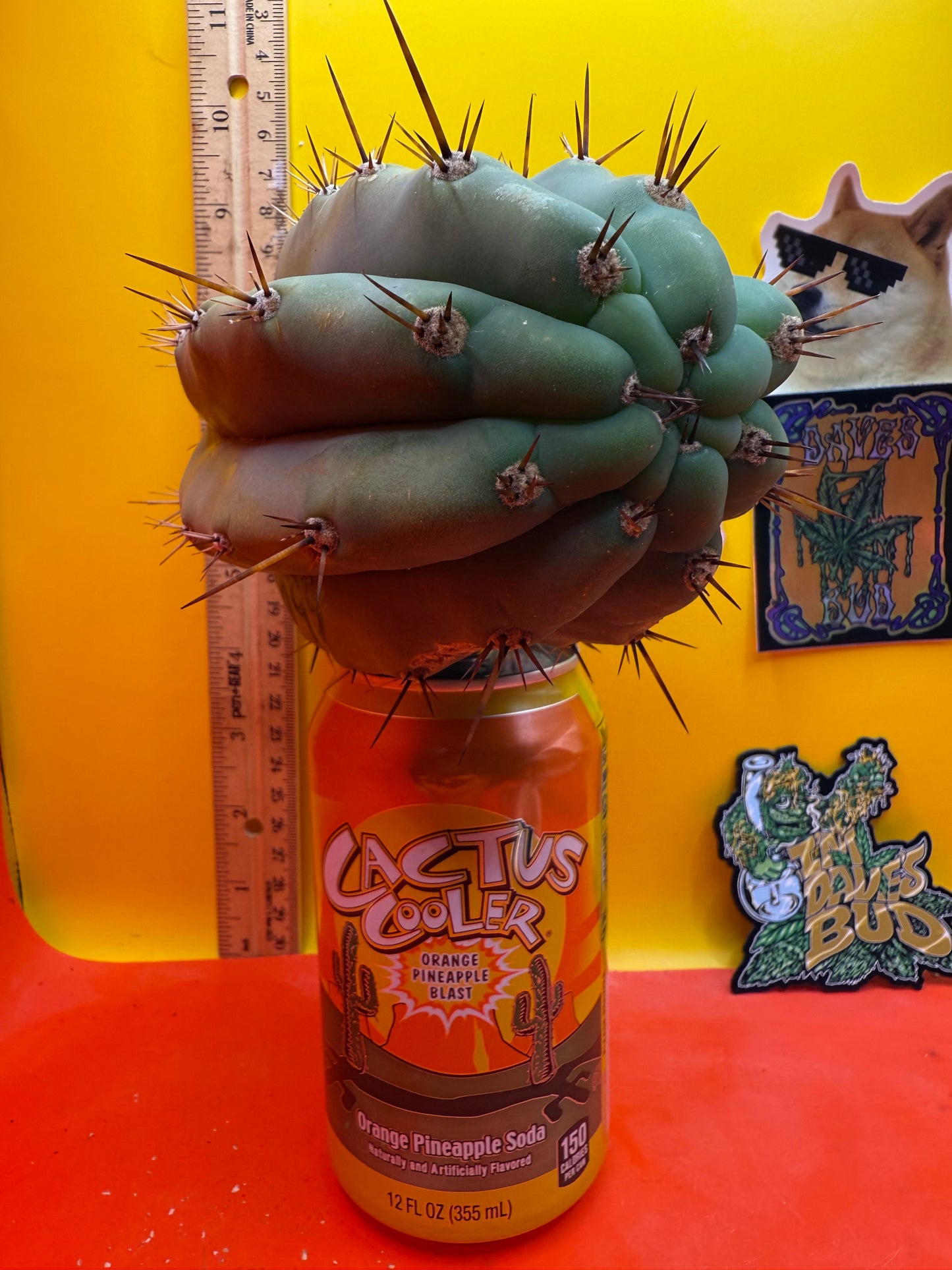SSO2 x (Peru x Juules Giant) ! Seed grown cactus! BRIDGESII X PERUVIANUS X PACHANOI