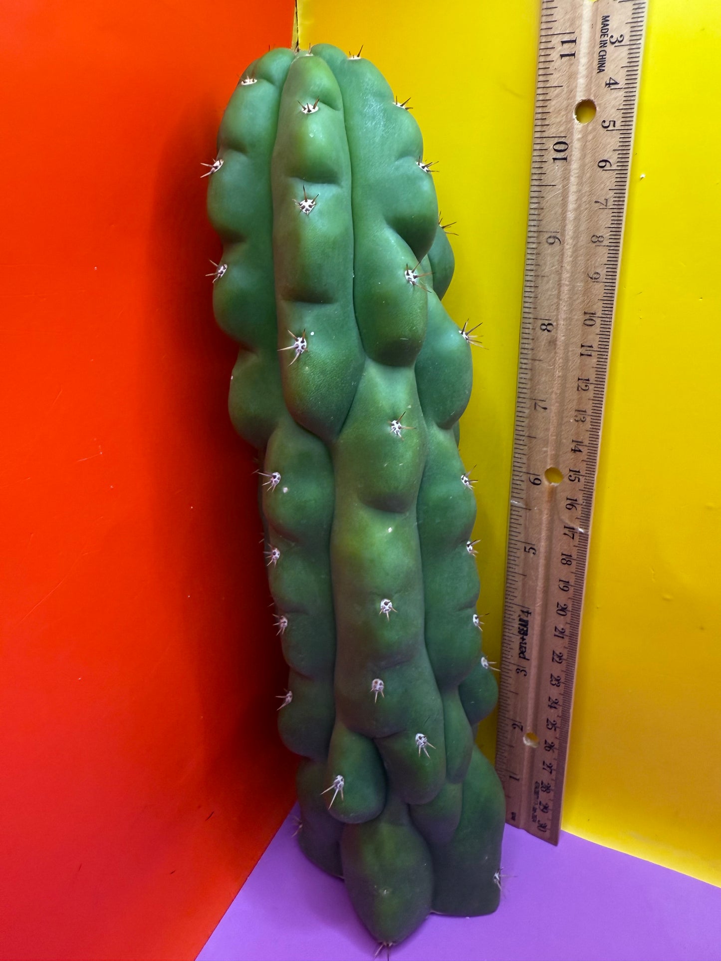 TPM ! Trichocereus Pachanoi Monstrose