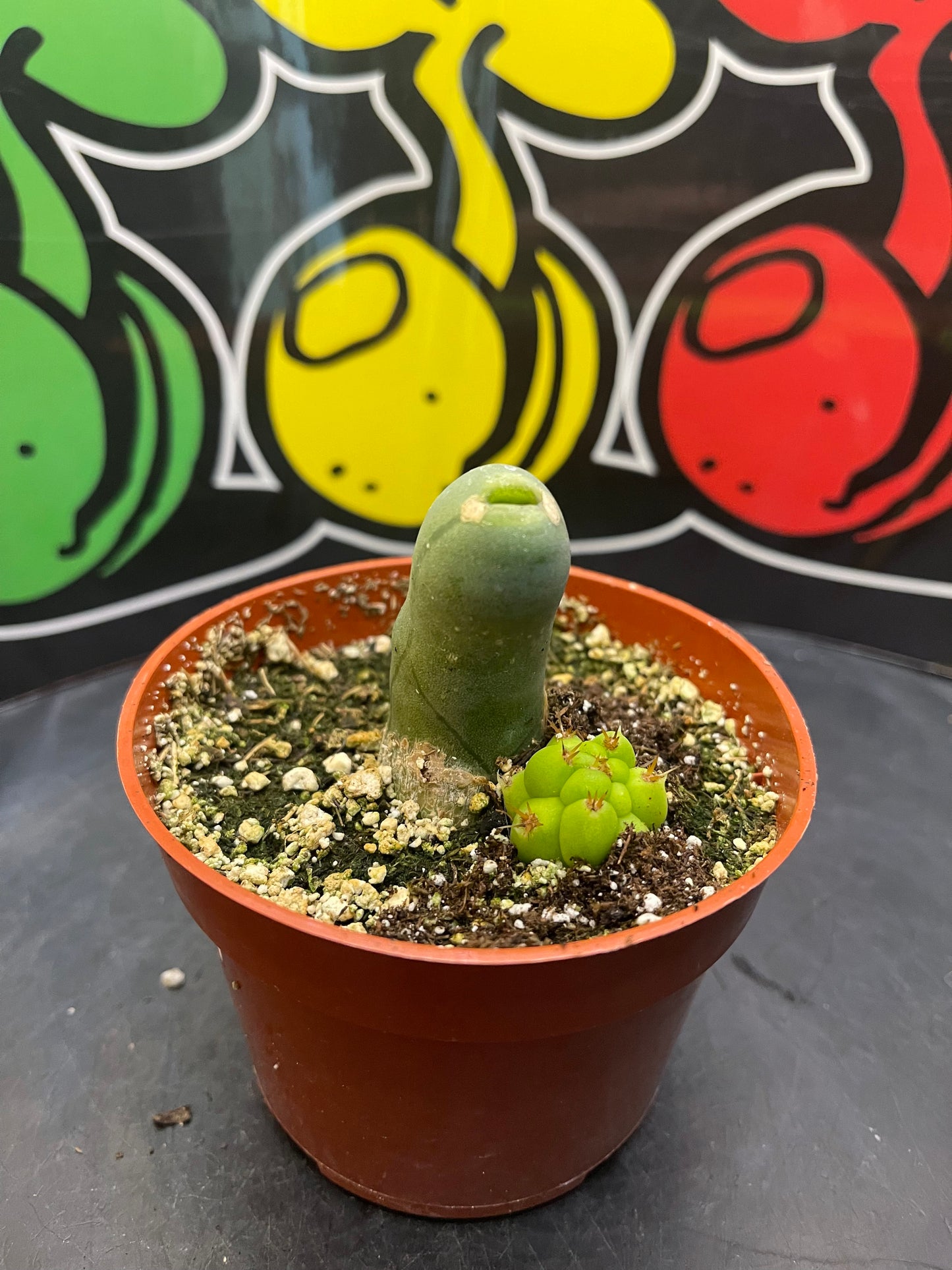 Tbm CACTUS !