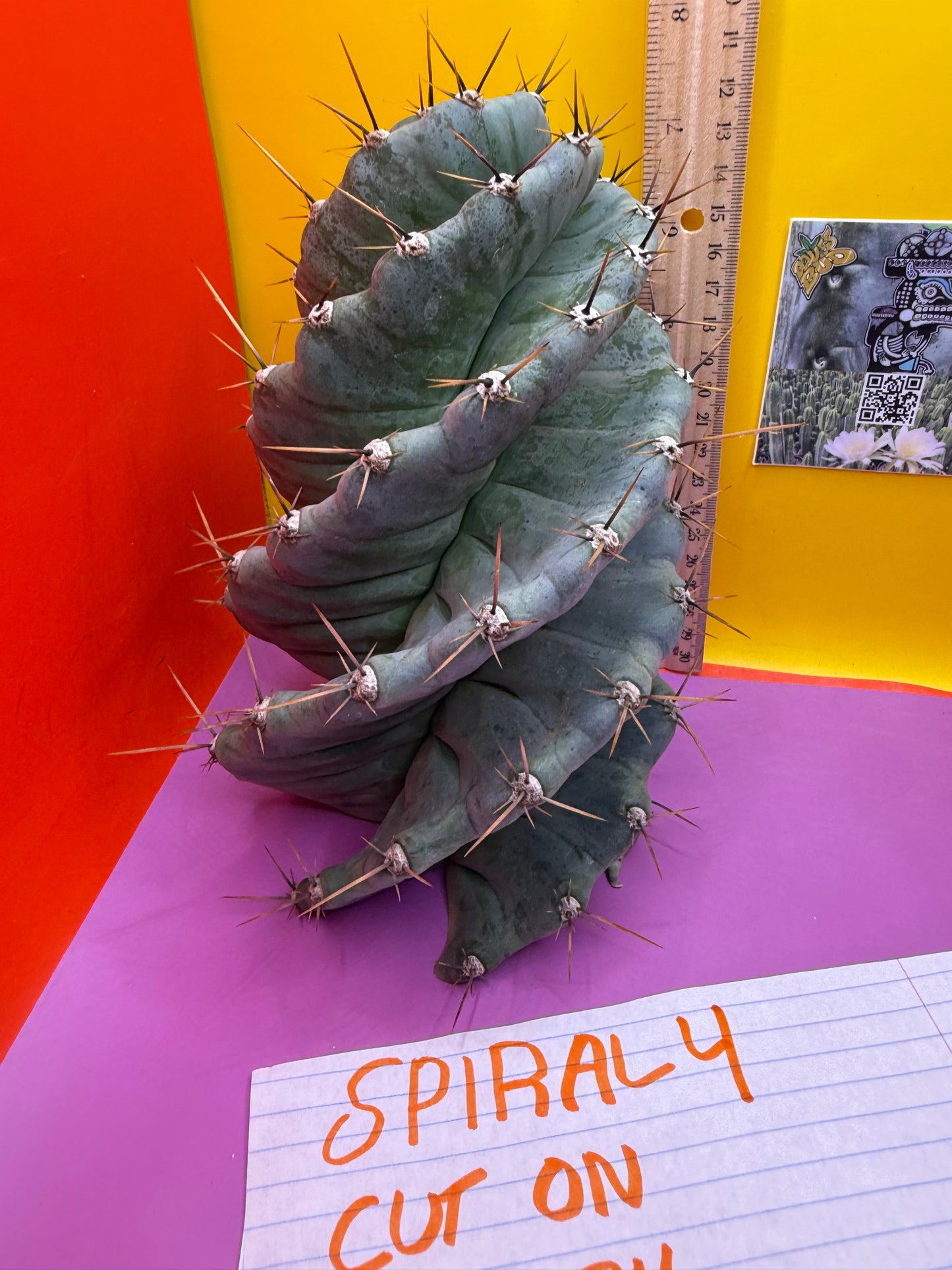 Spiral about 5” thick !!!