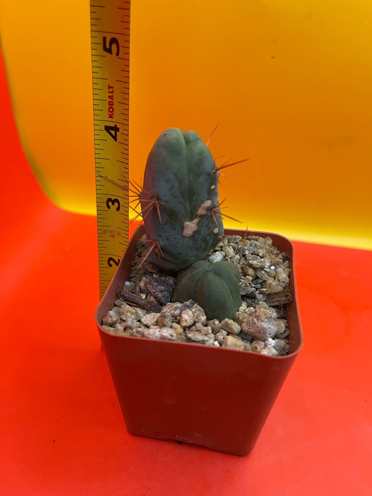 Small CACTUS in 2” pot