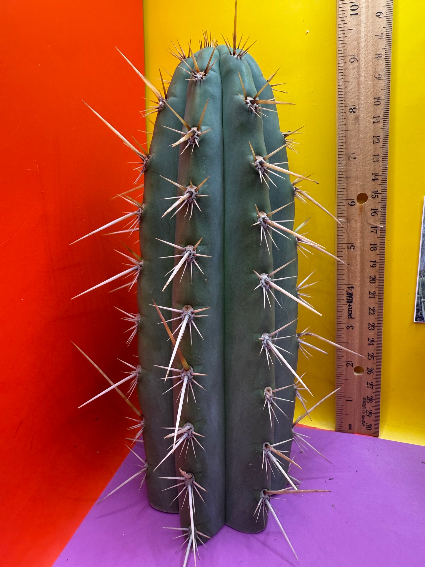 Trichocereus Puquiensis - cv “Linda”