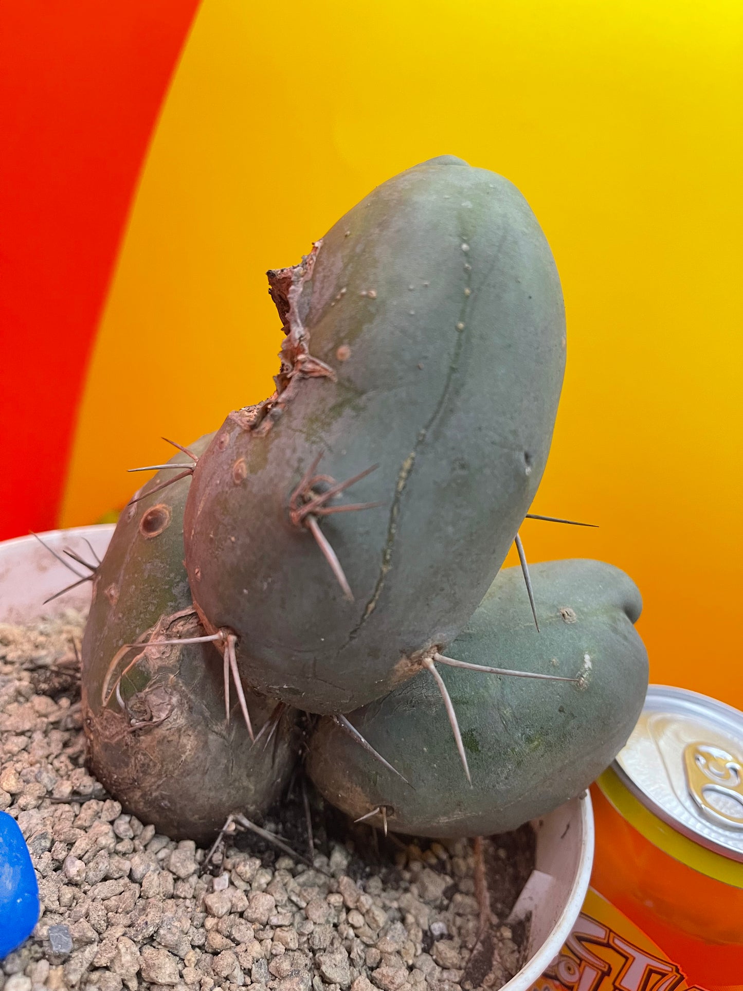 Tbm CACTUS!!! Bare root