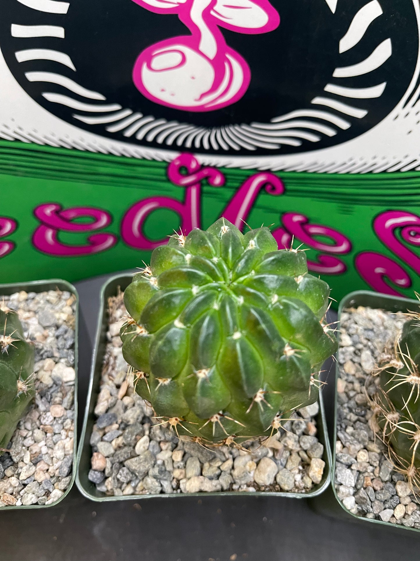 Lobivia !!!!These get Big gorgeous flowers , can be cross pollinated with trichocereus !!