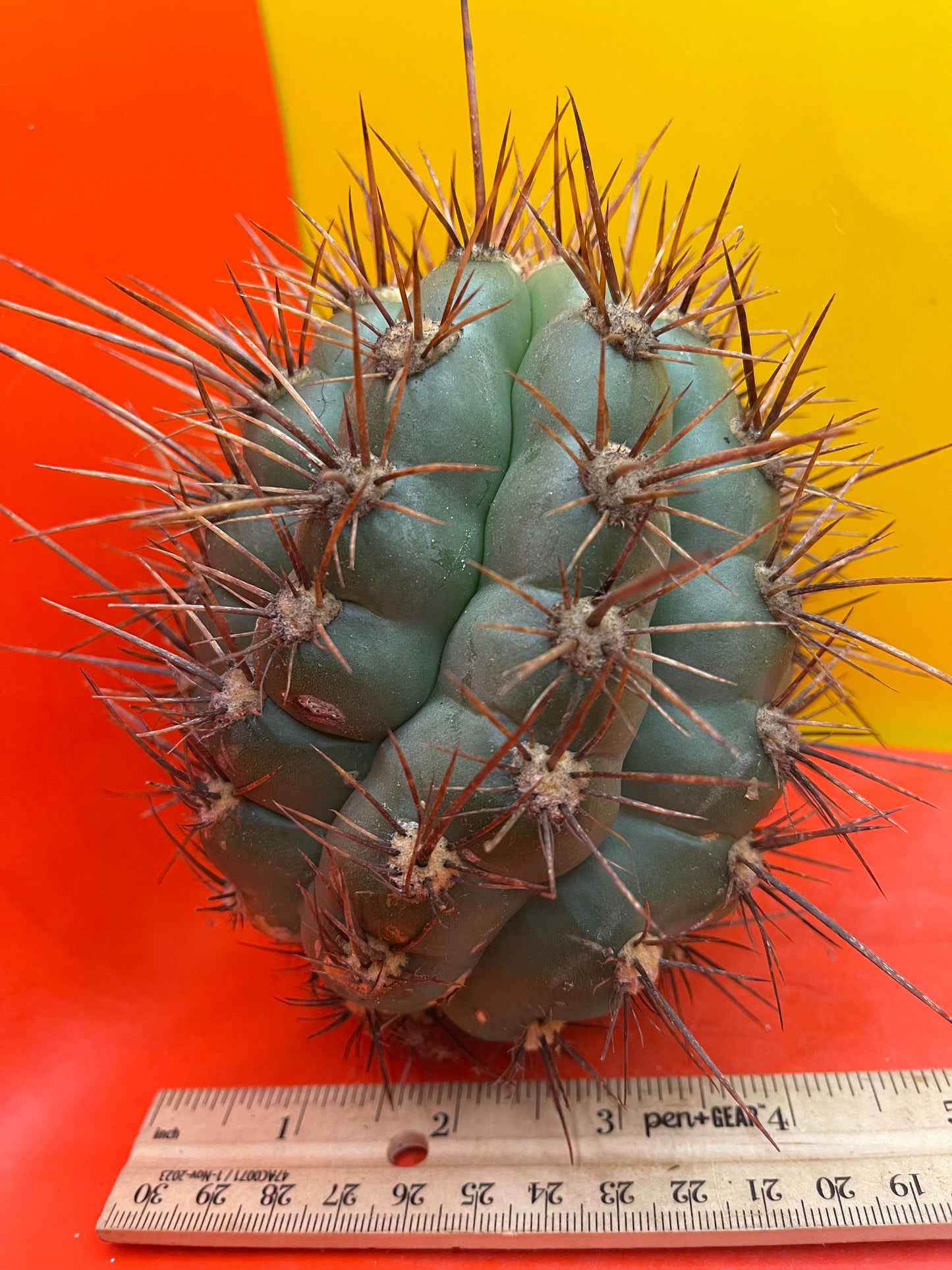 Trichocereus Tacaquirensis