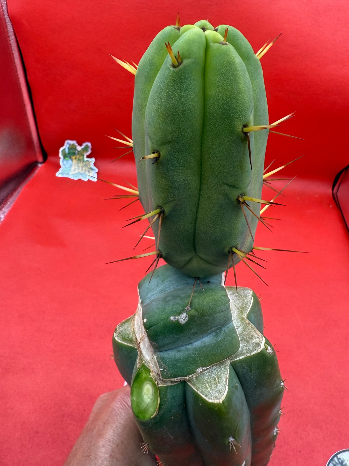“Jimzz twin spines” grafted cactus