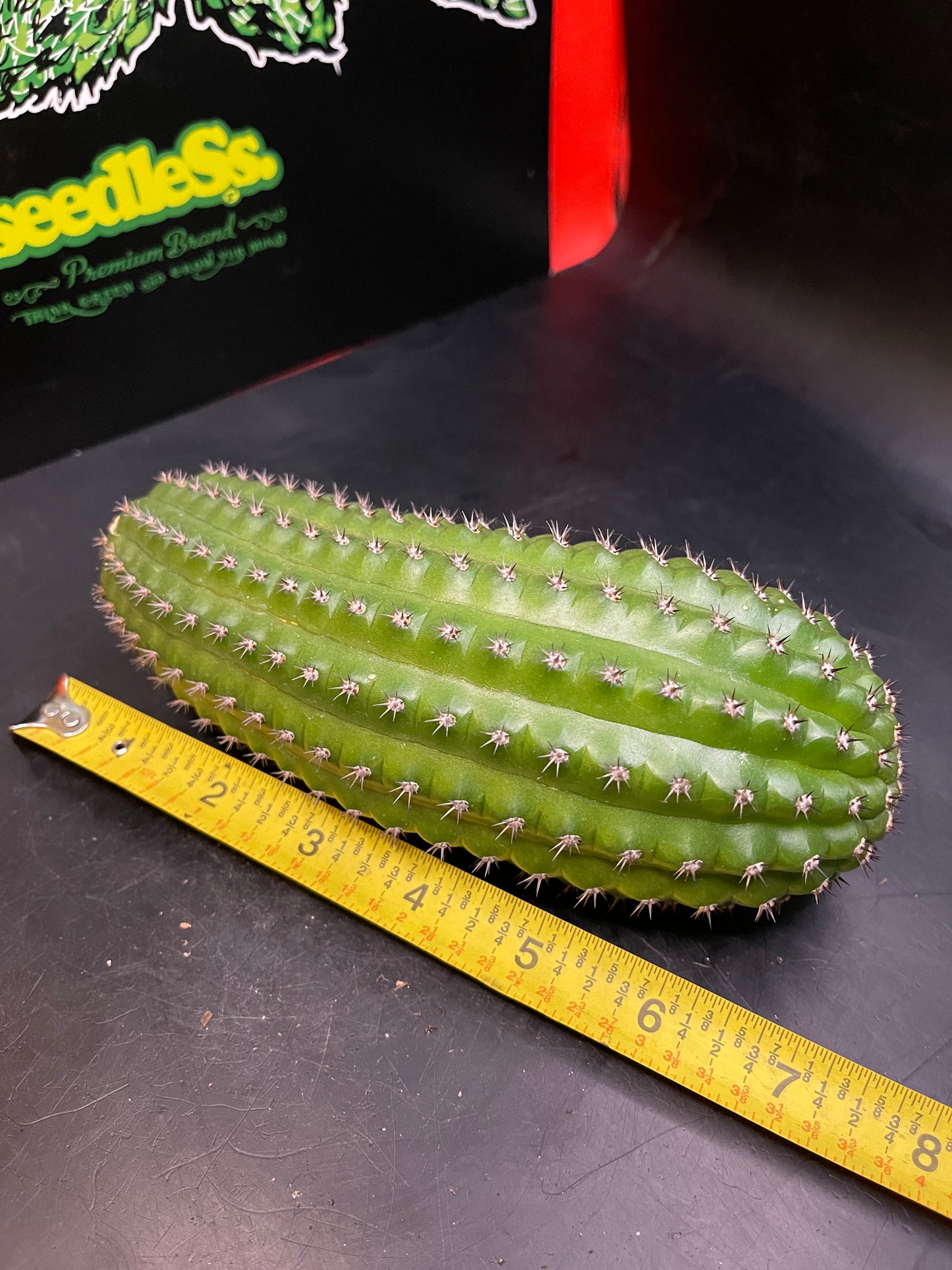 Trichocereus brevispinulosus