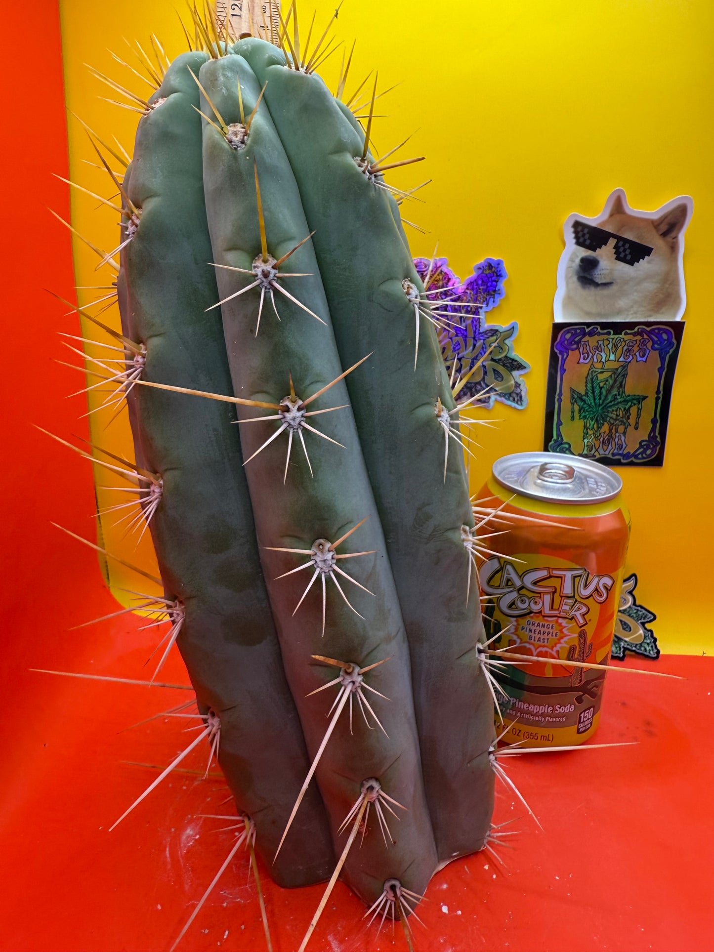 TRICHOCEREUS MACROGONUS !