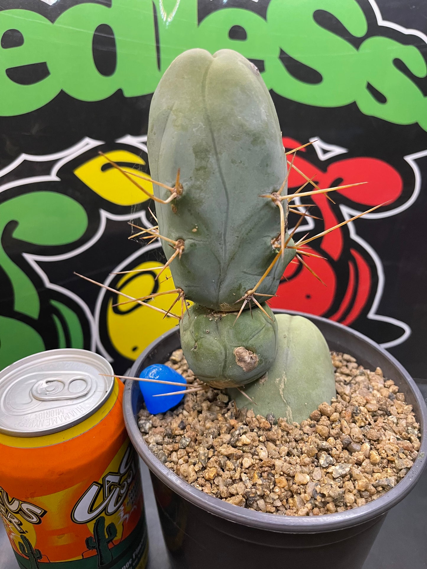 Tbm CACTUS