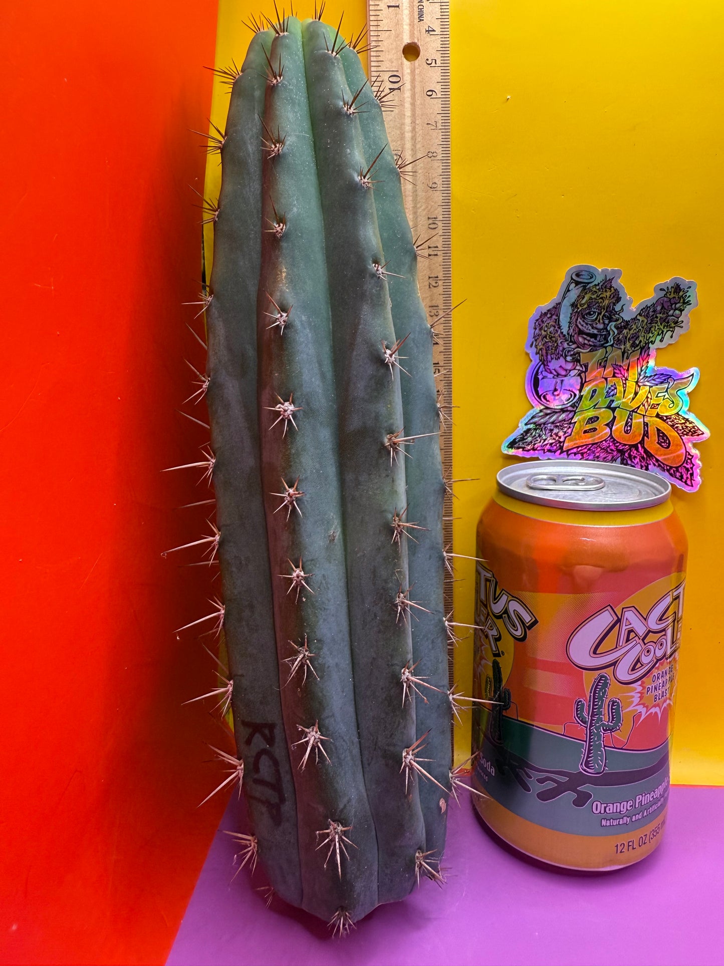 This exact San Pedro Cactus - SSO2 O.P.