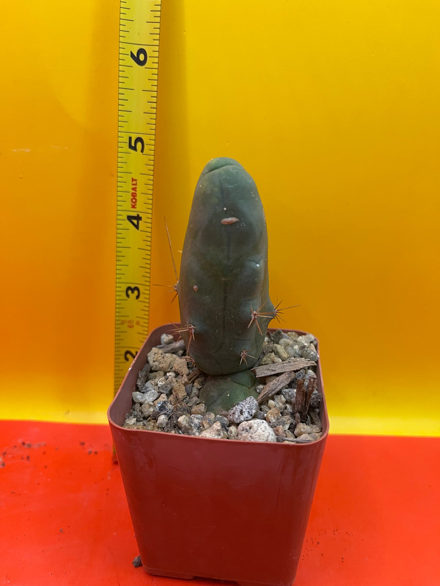 Tbm CACTUS comes in small pot