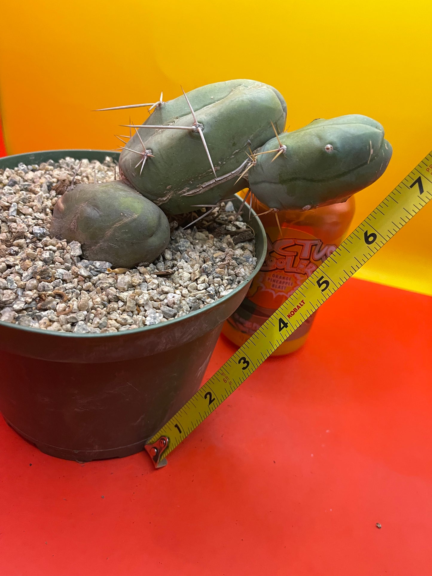 “TBM cactus ”