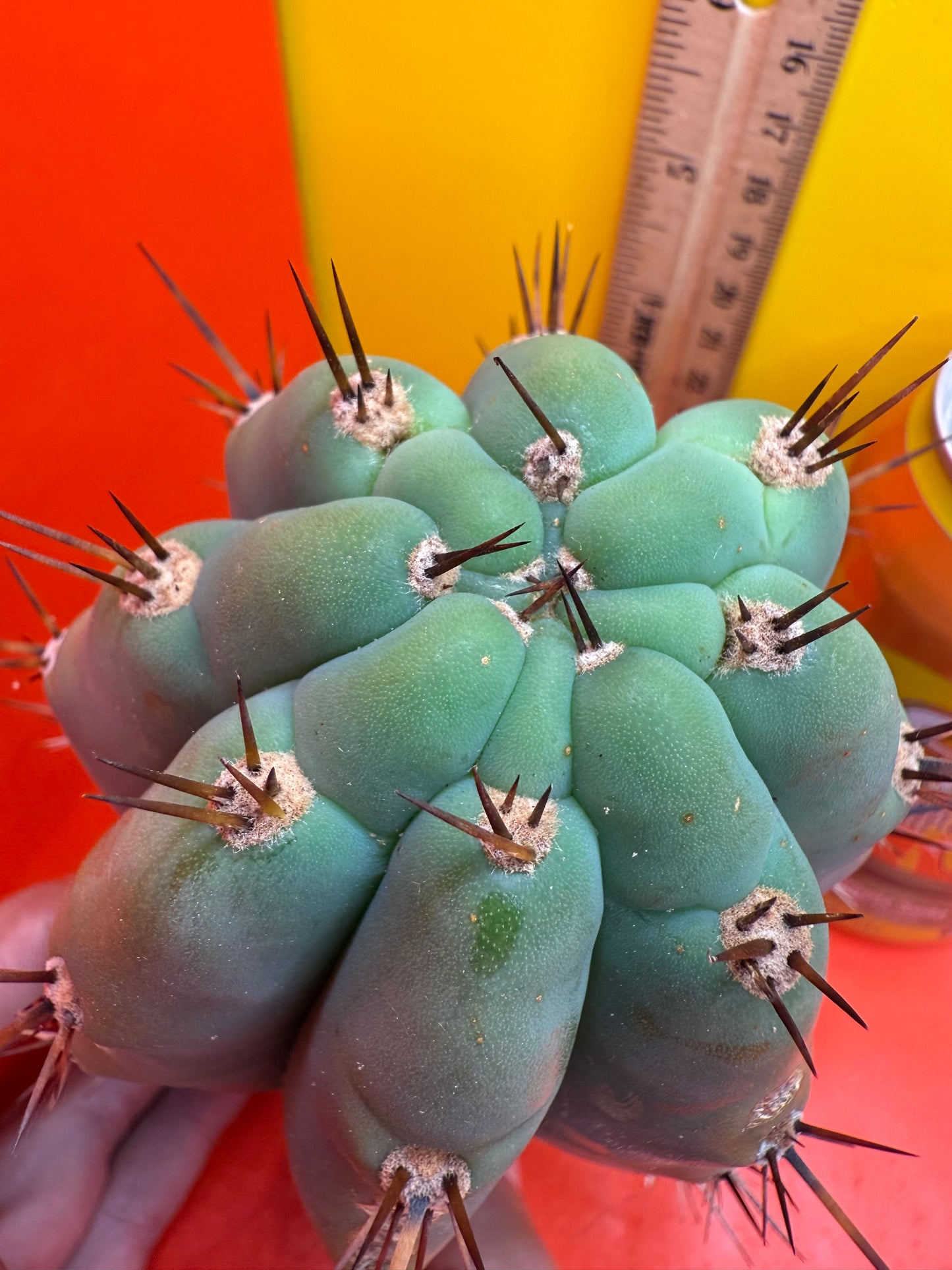 SSO2 x (Peru x Juules Giant) ! Seed grown cactus! BRIDGESII X PERUVIANUS X PACHANOI