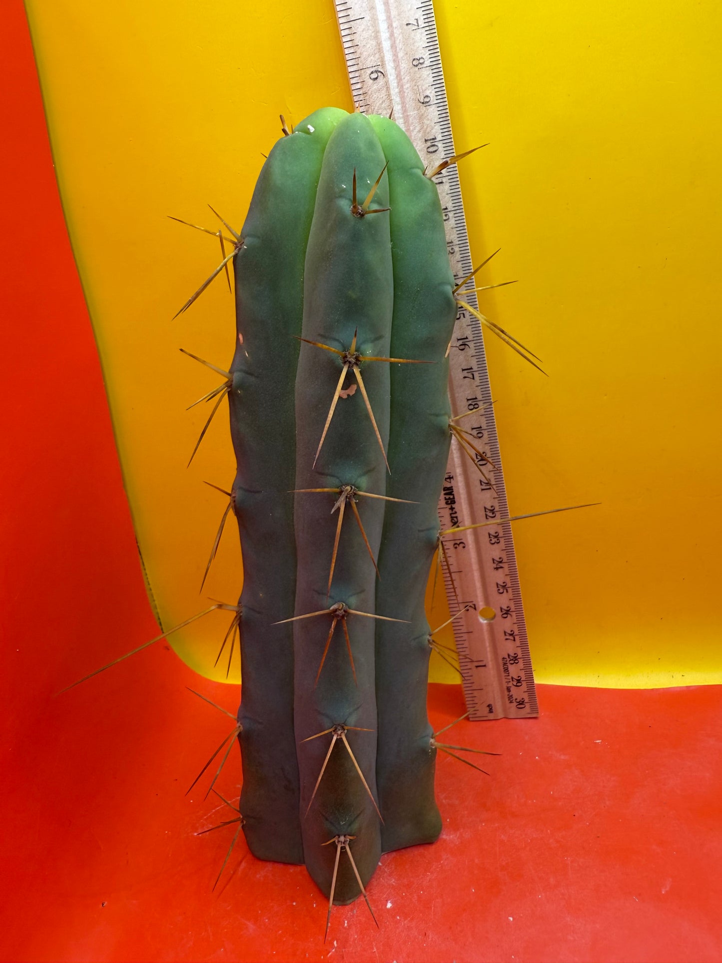 Trichocereus Bridgesii