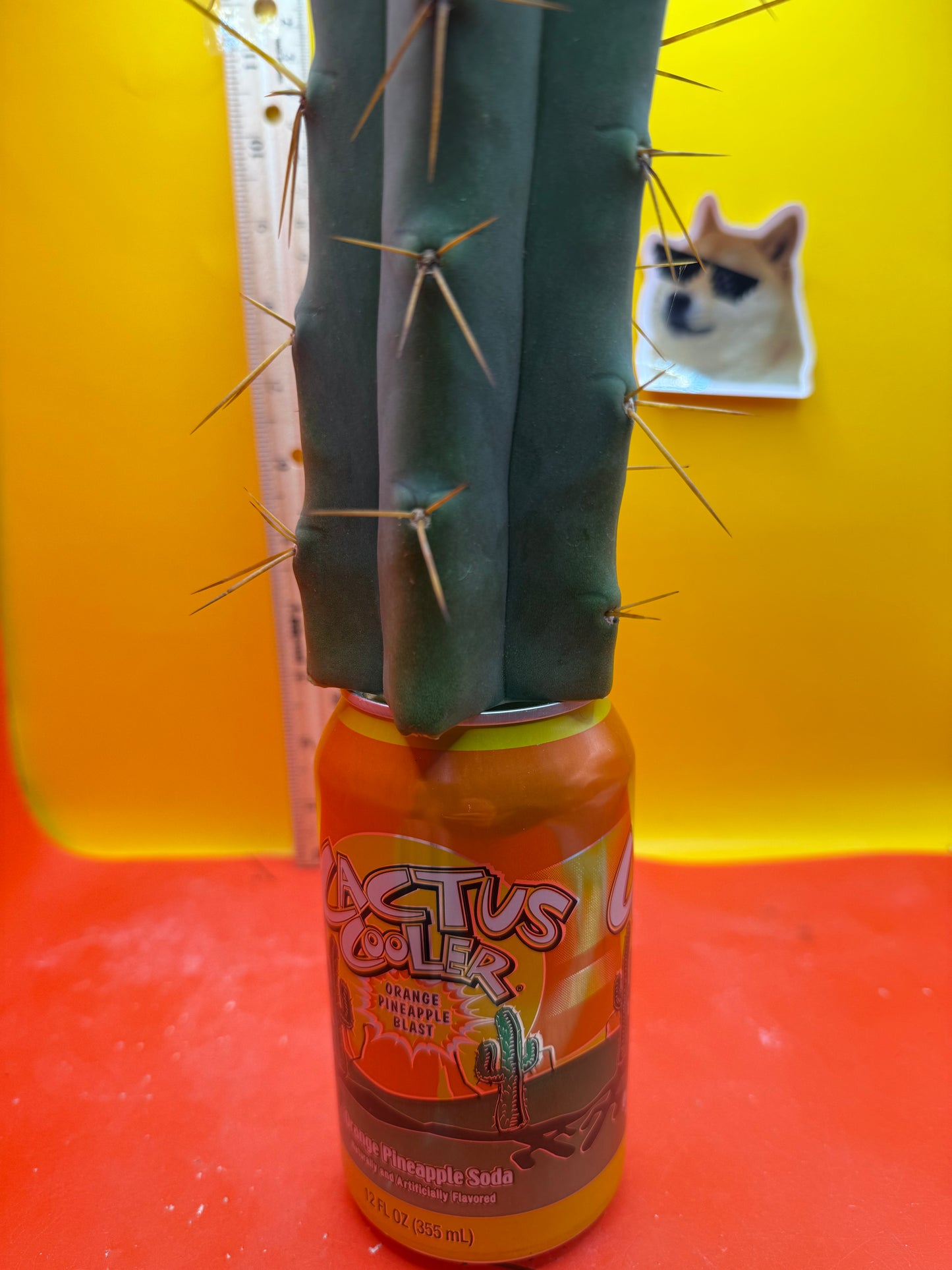 Trichocereus Bridgesii