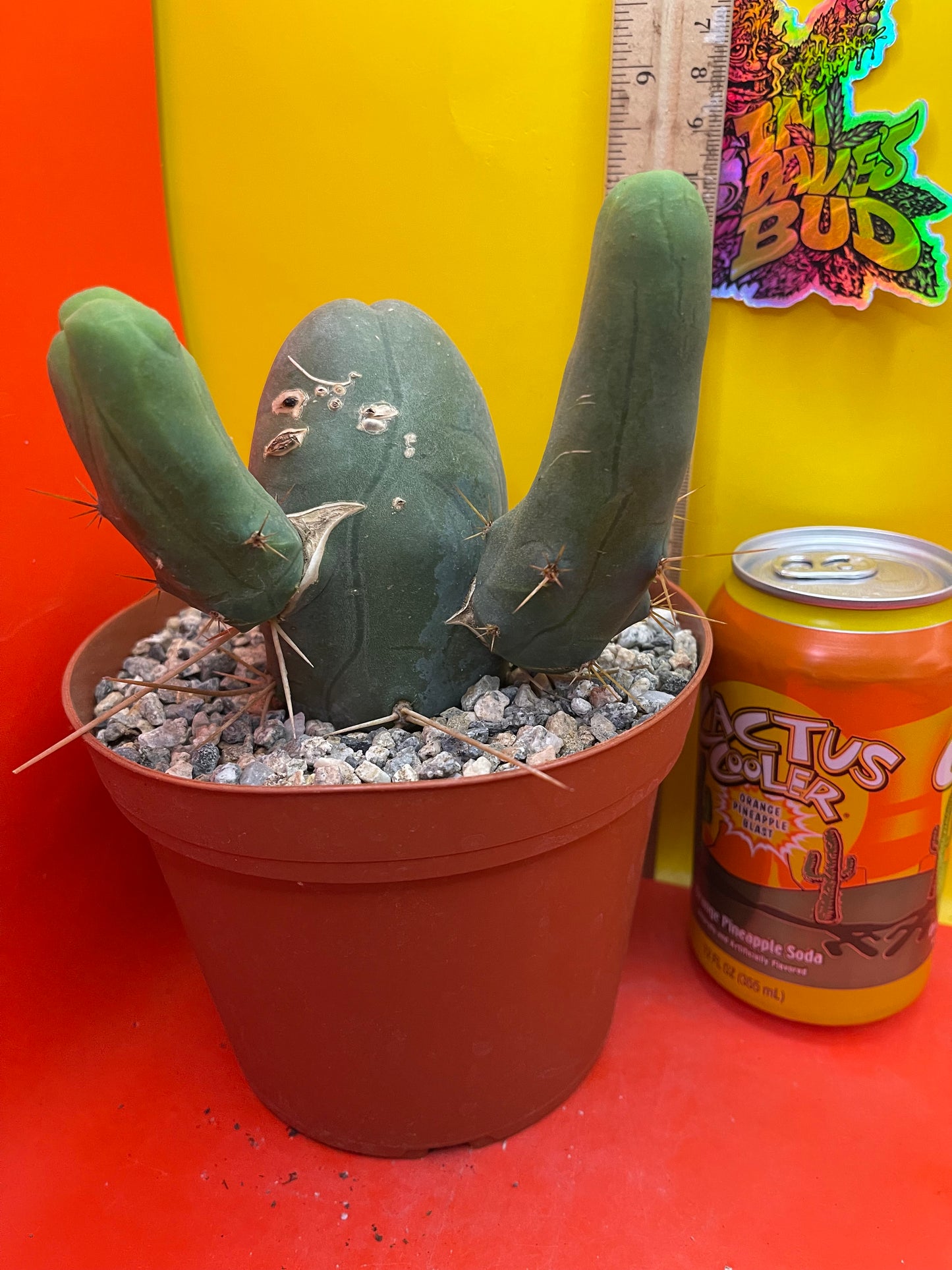 TBM !! This exact cactus in its pot
