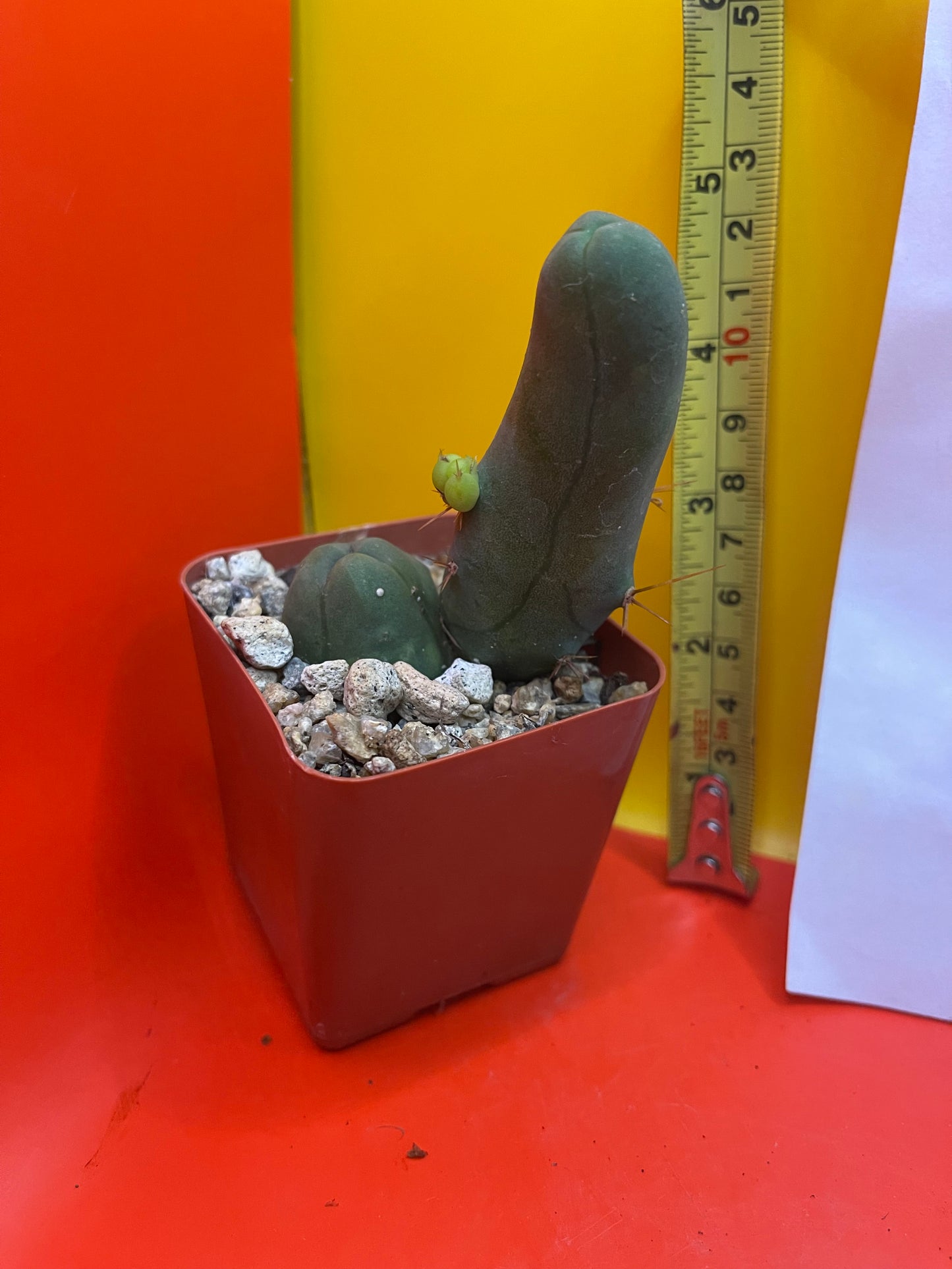 TBM CACTUS