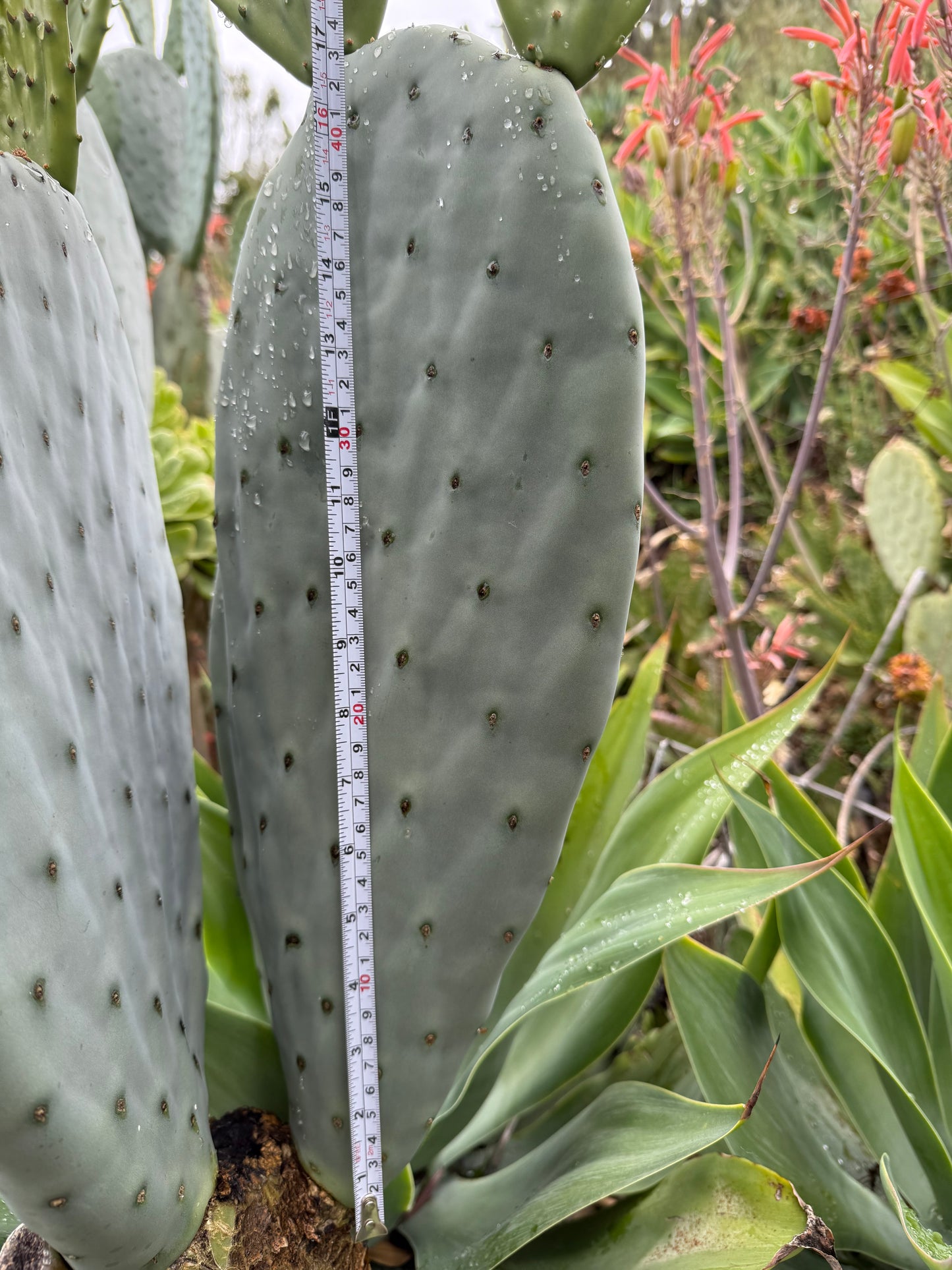 Spineless Opuntia