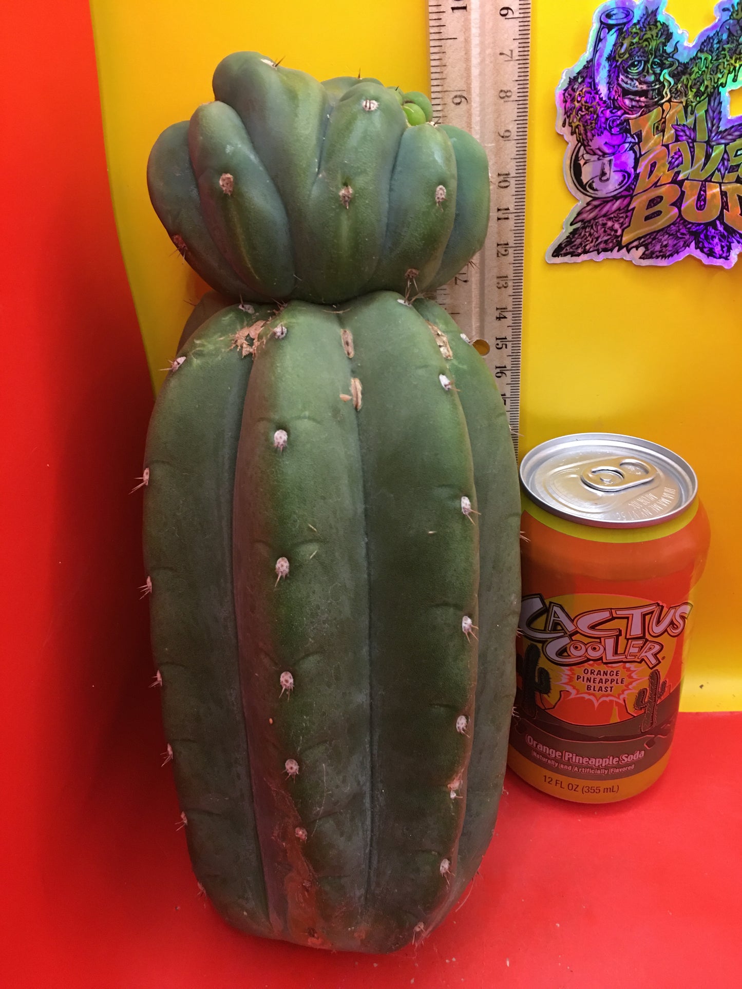 Cahuilla weirdo ! Double tip
