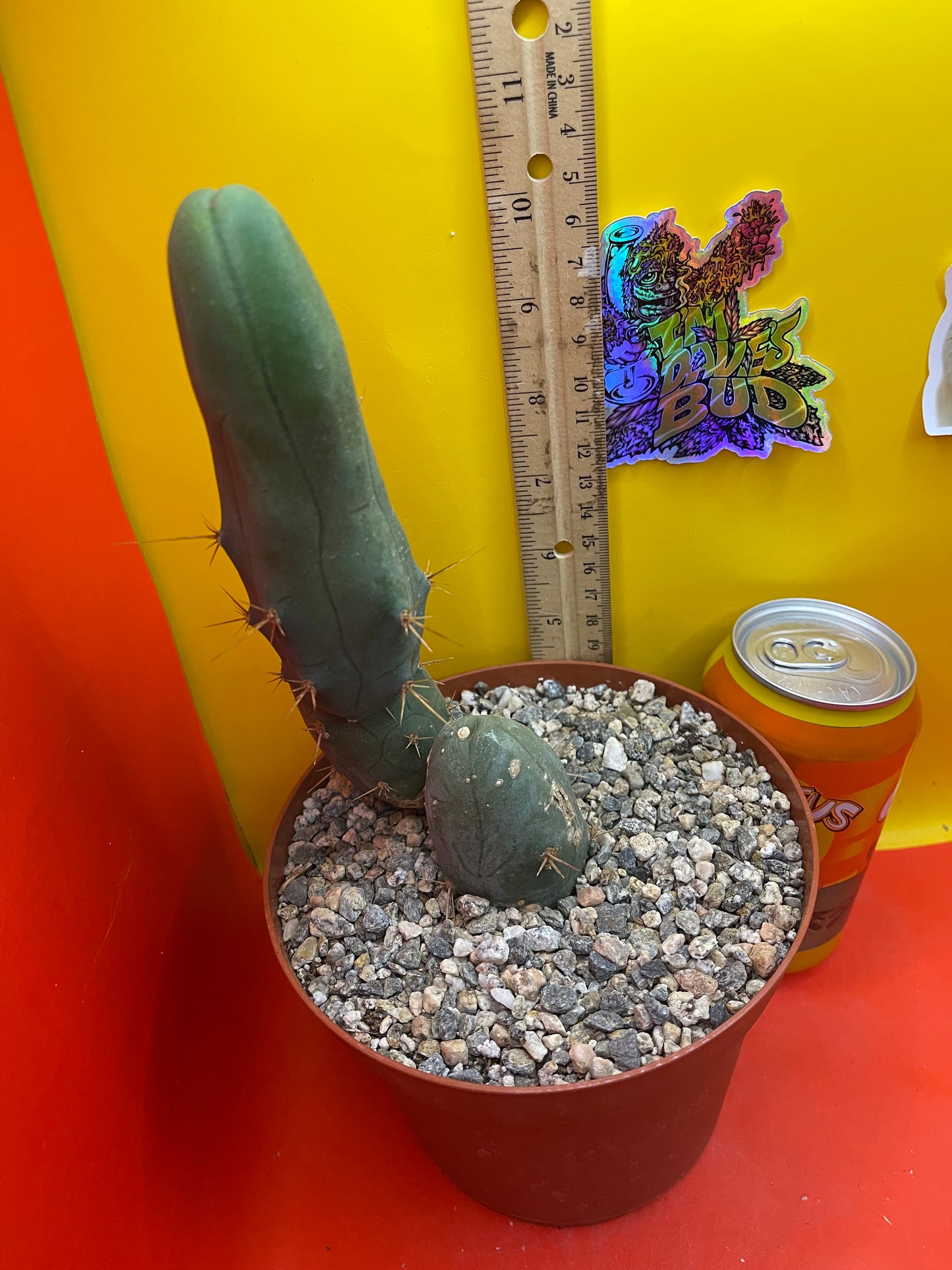 TBM-b - ships in pot - exact cactus -