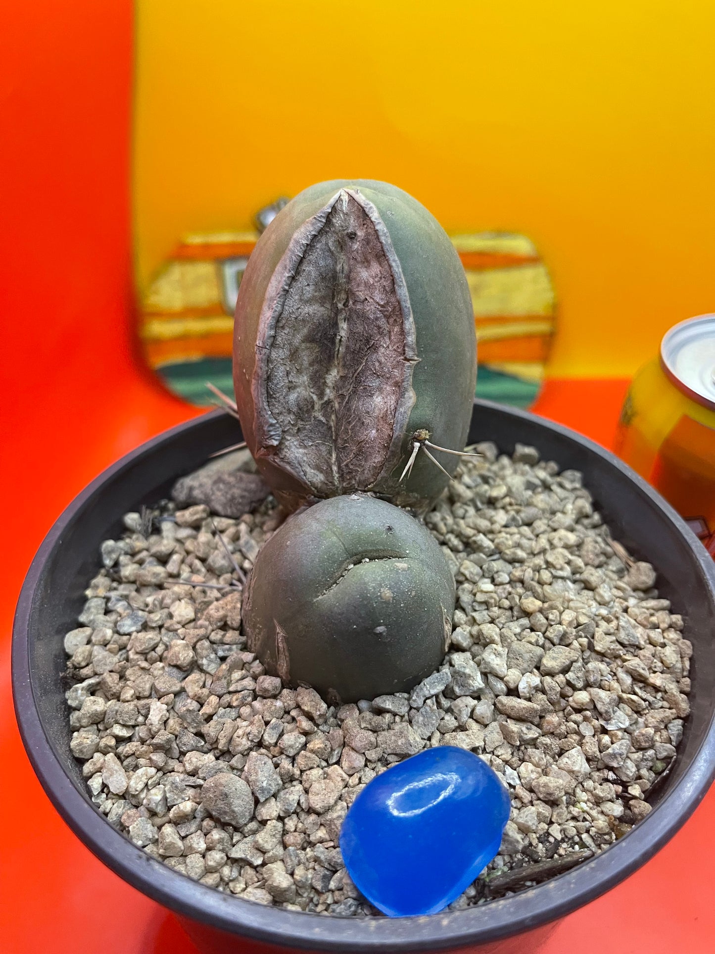 TBM CACTUS    type B