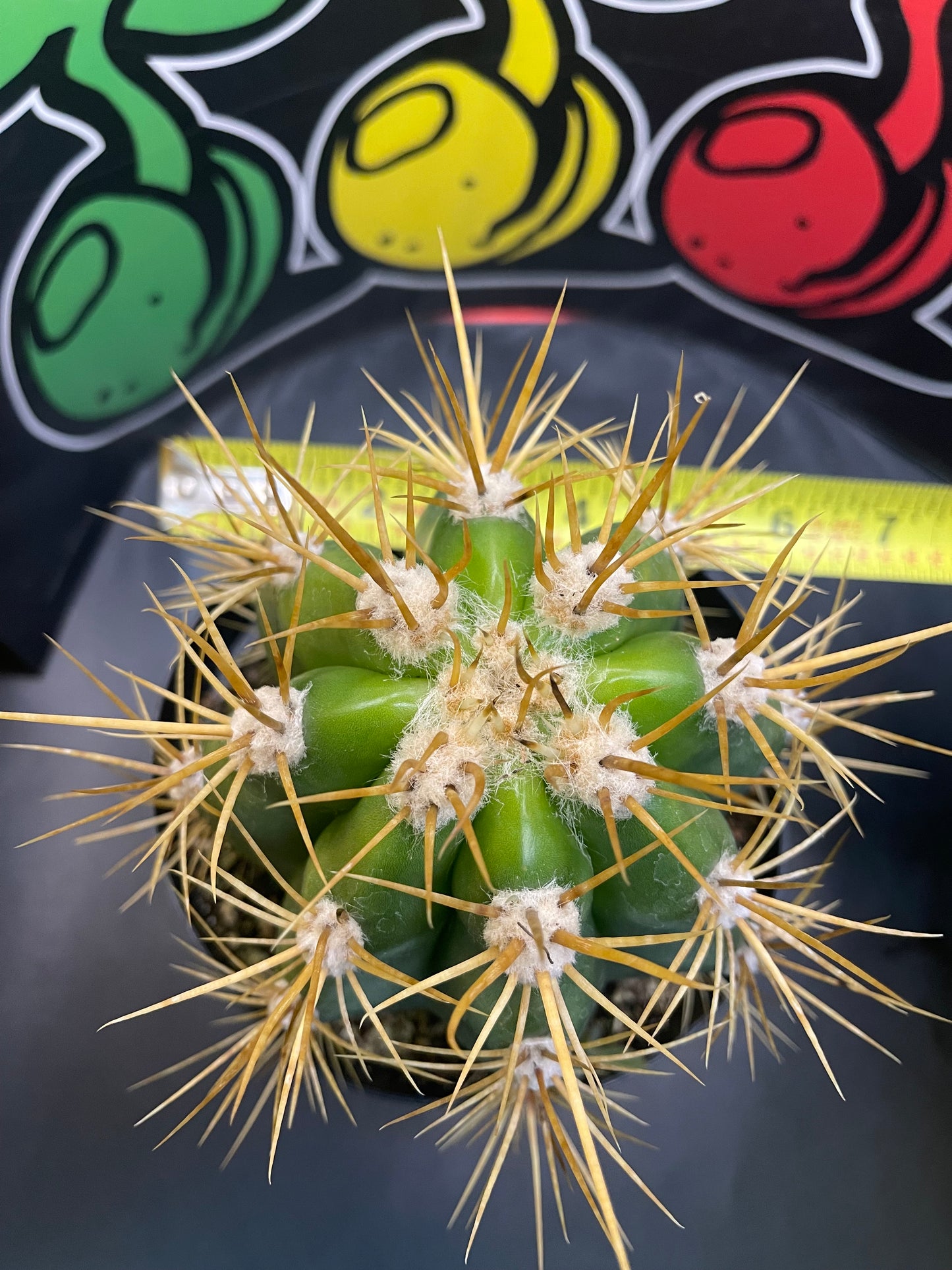 Terscheckii!! - one of the largest San Pedro cactus 🌵!comes in a 6” wide pot