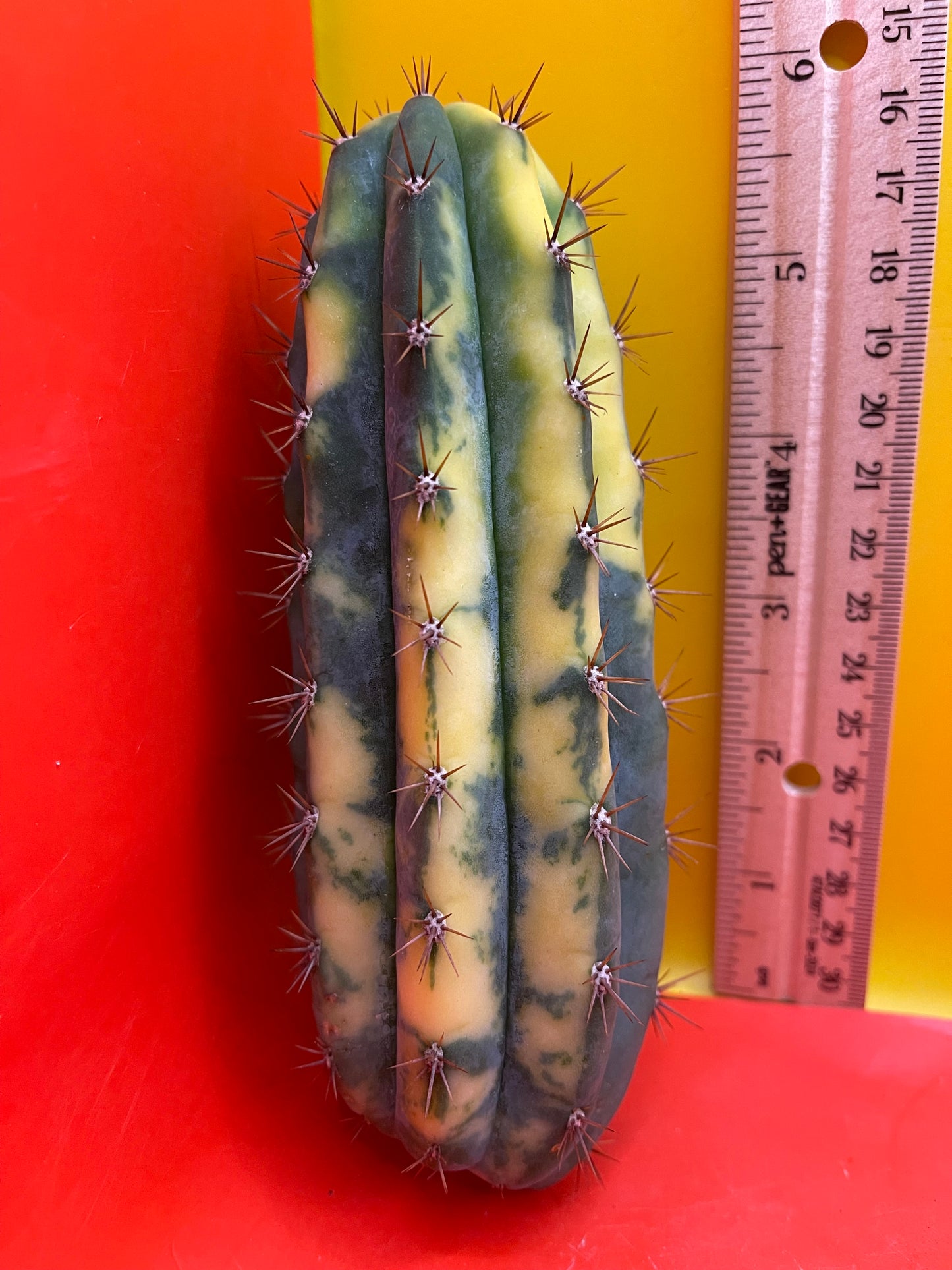 Variegated San Pedro Cactus trichocereus !