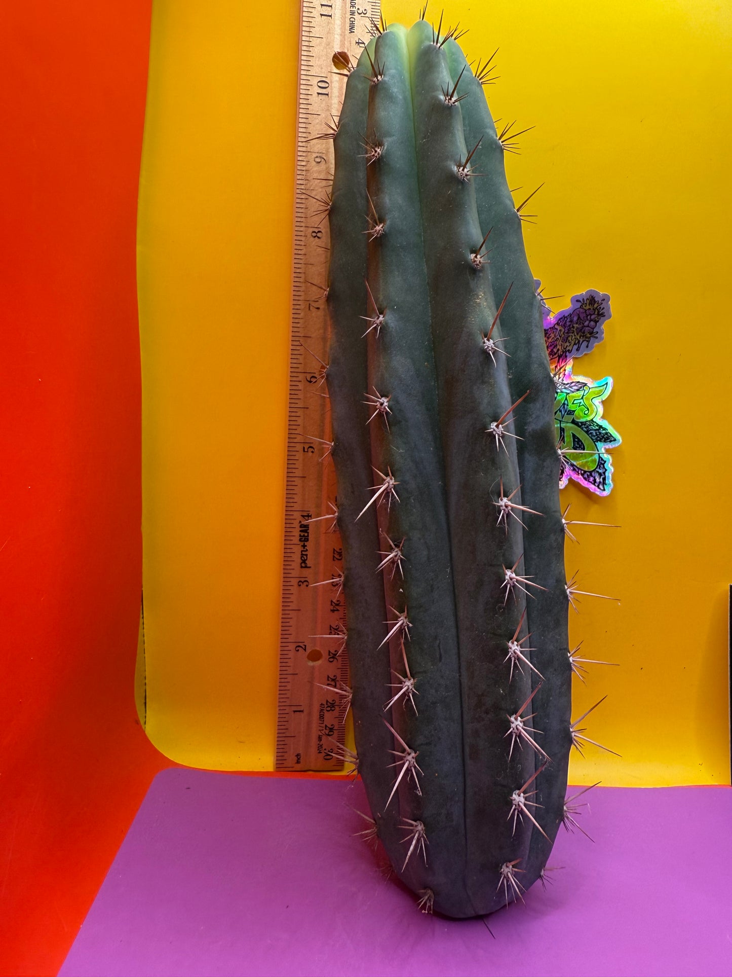This exact San Pedro Cactus - SSO2 O.P.