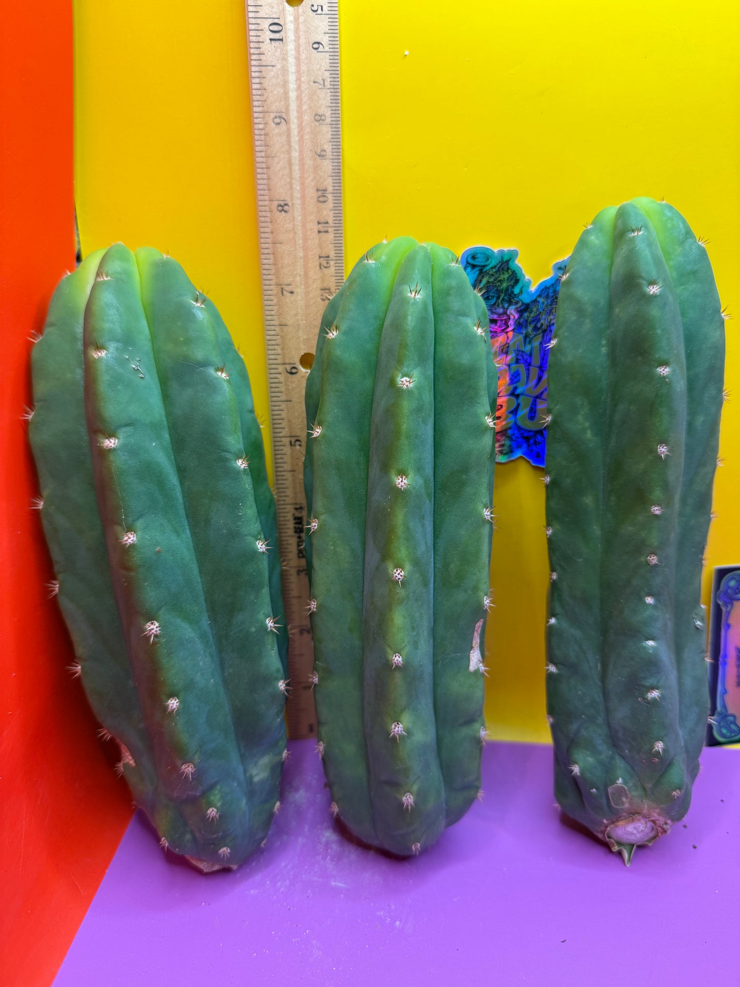 6”-8” San Pedro Cactus