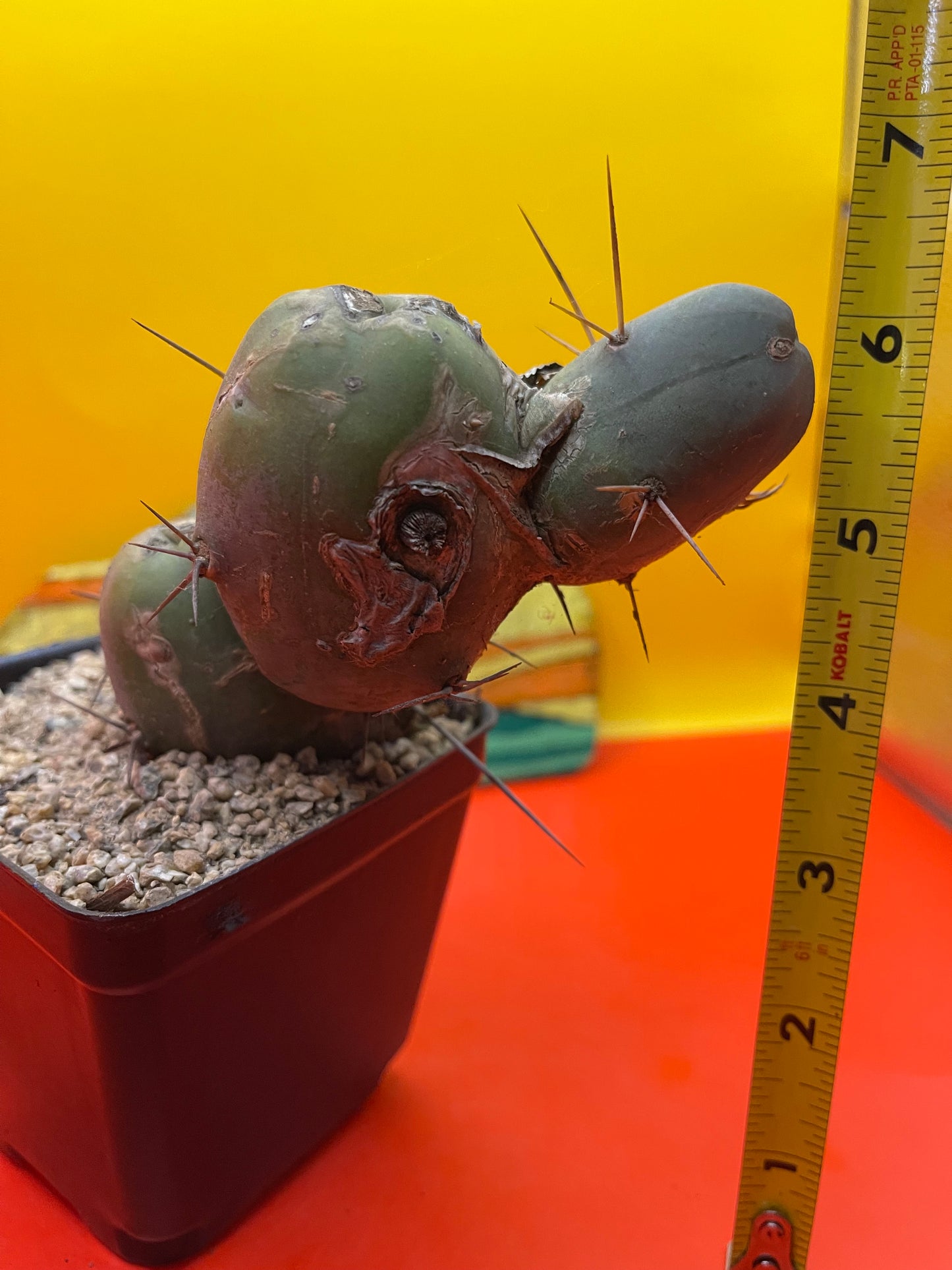 TBM CACTUS !