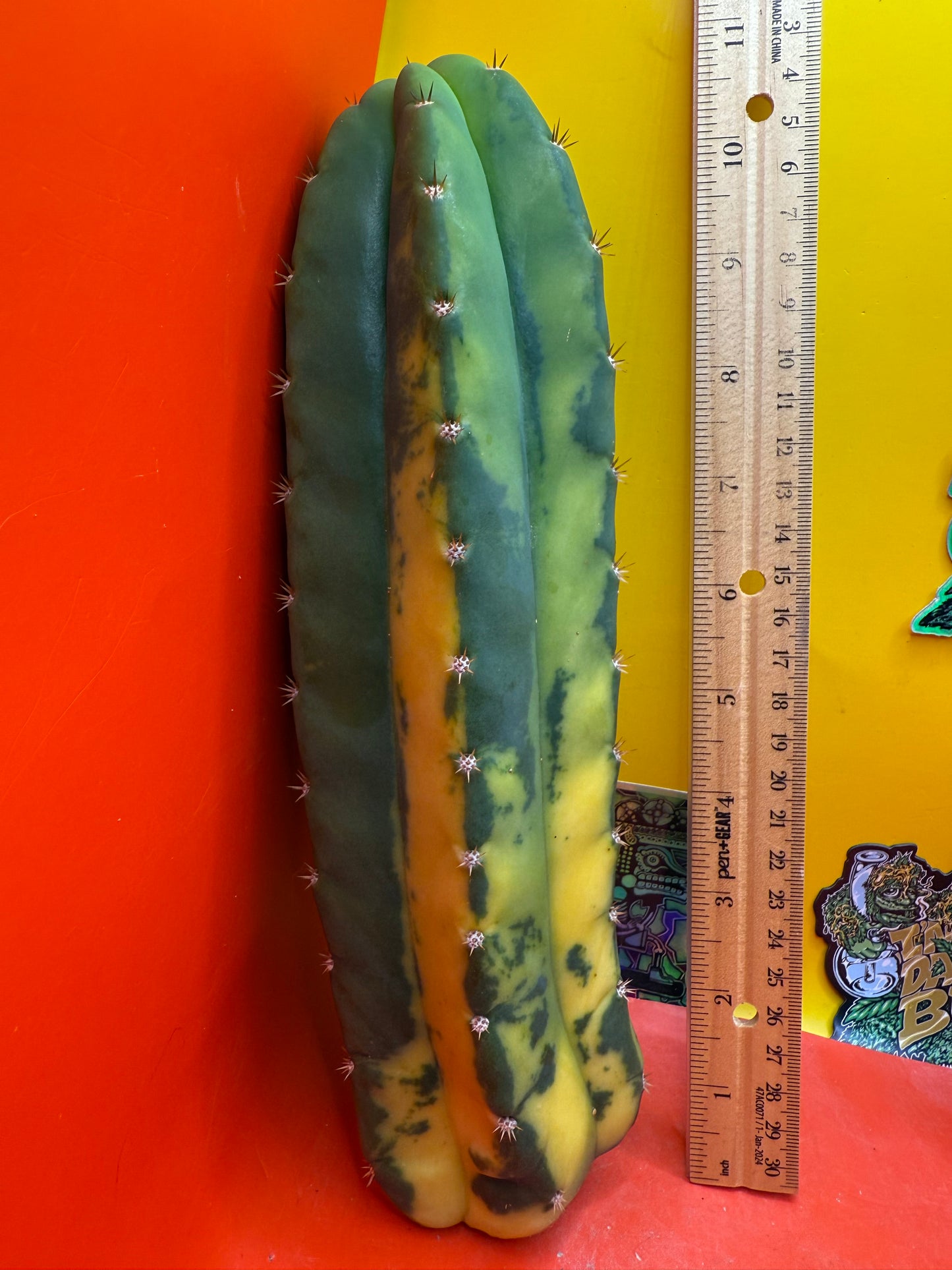 Variegated San Pedro Cactus