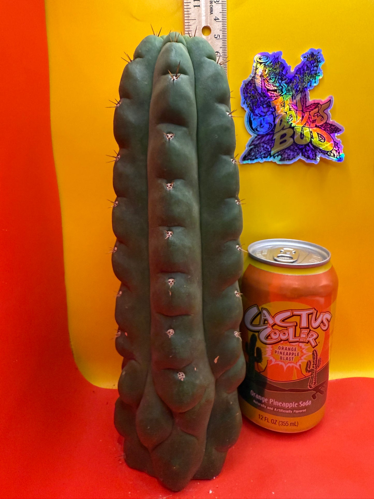 TPM ! Exact cactus