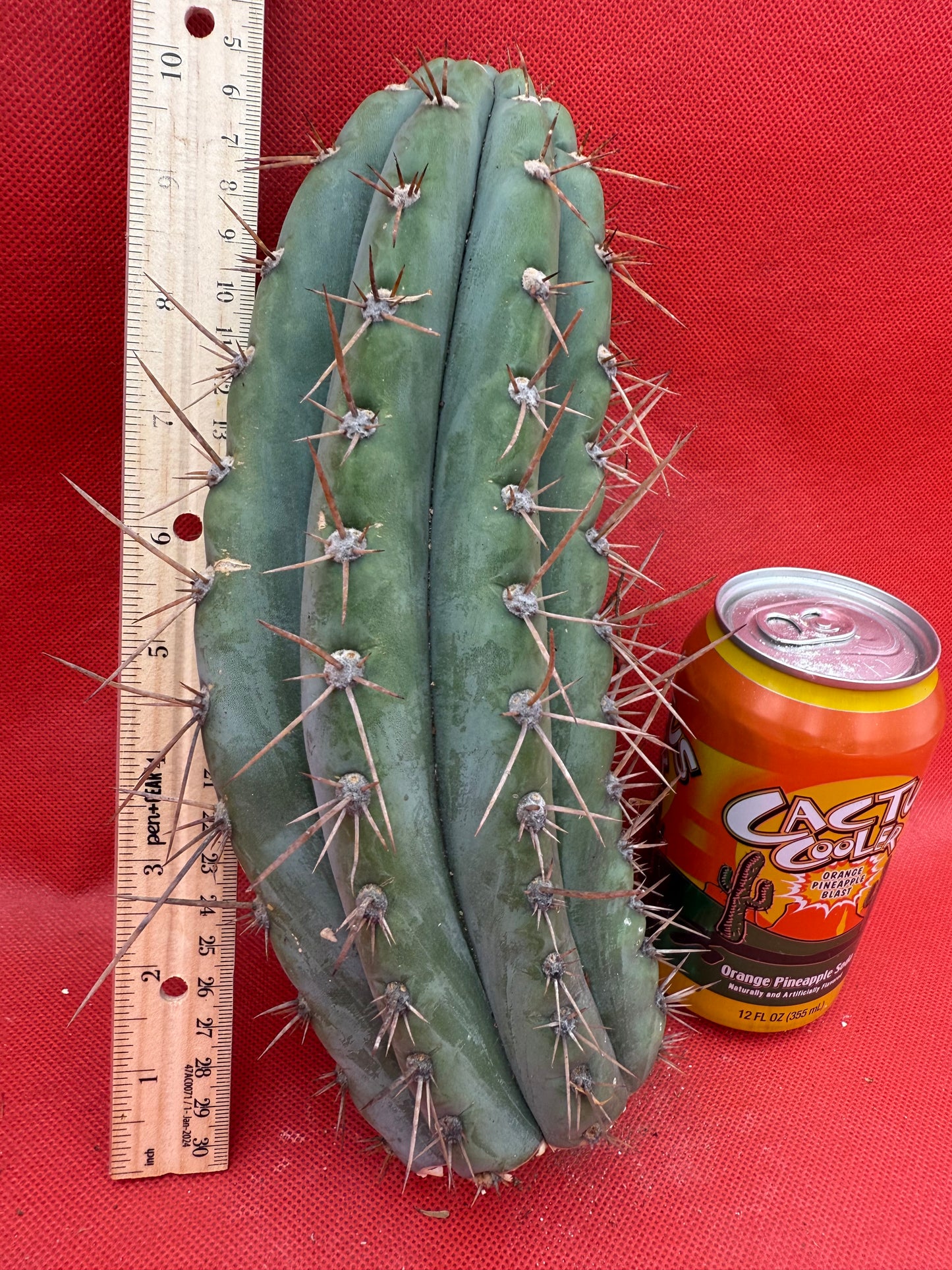 SERRA BLUE San Pedro Cactus ! 4” thick this exact cut!!