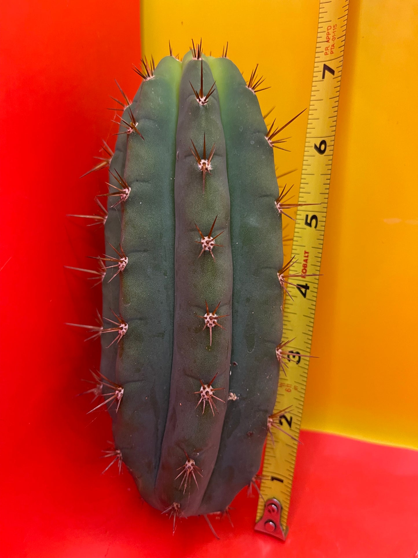 Trichocereus peruvianus