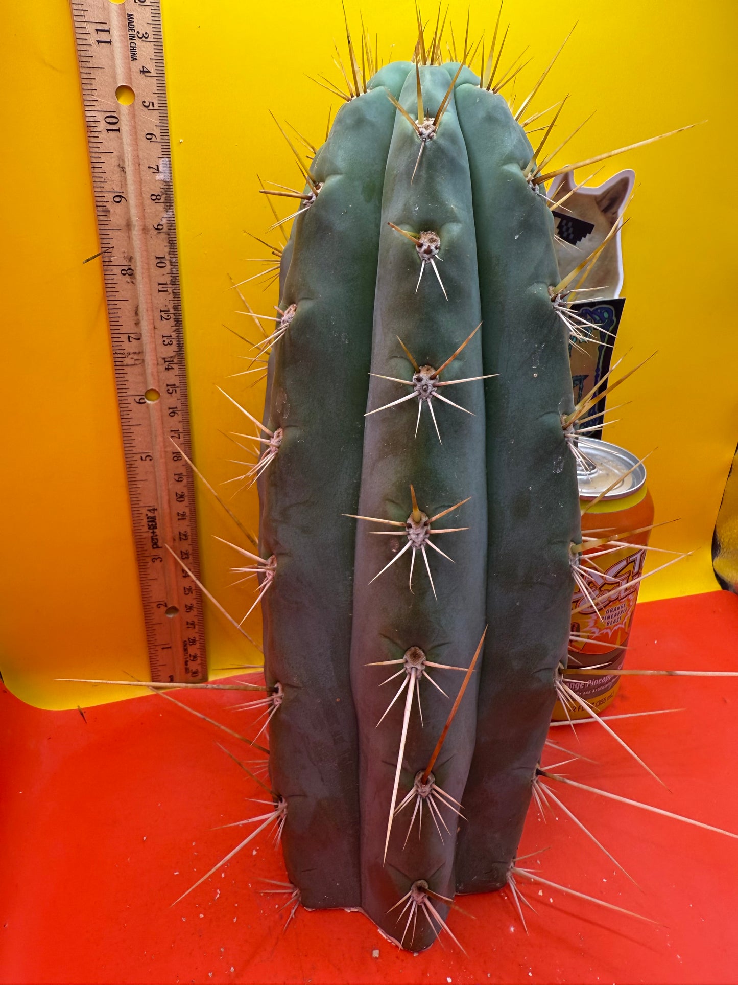 TRICHOCEREUS MACROGONUS !