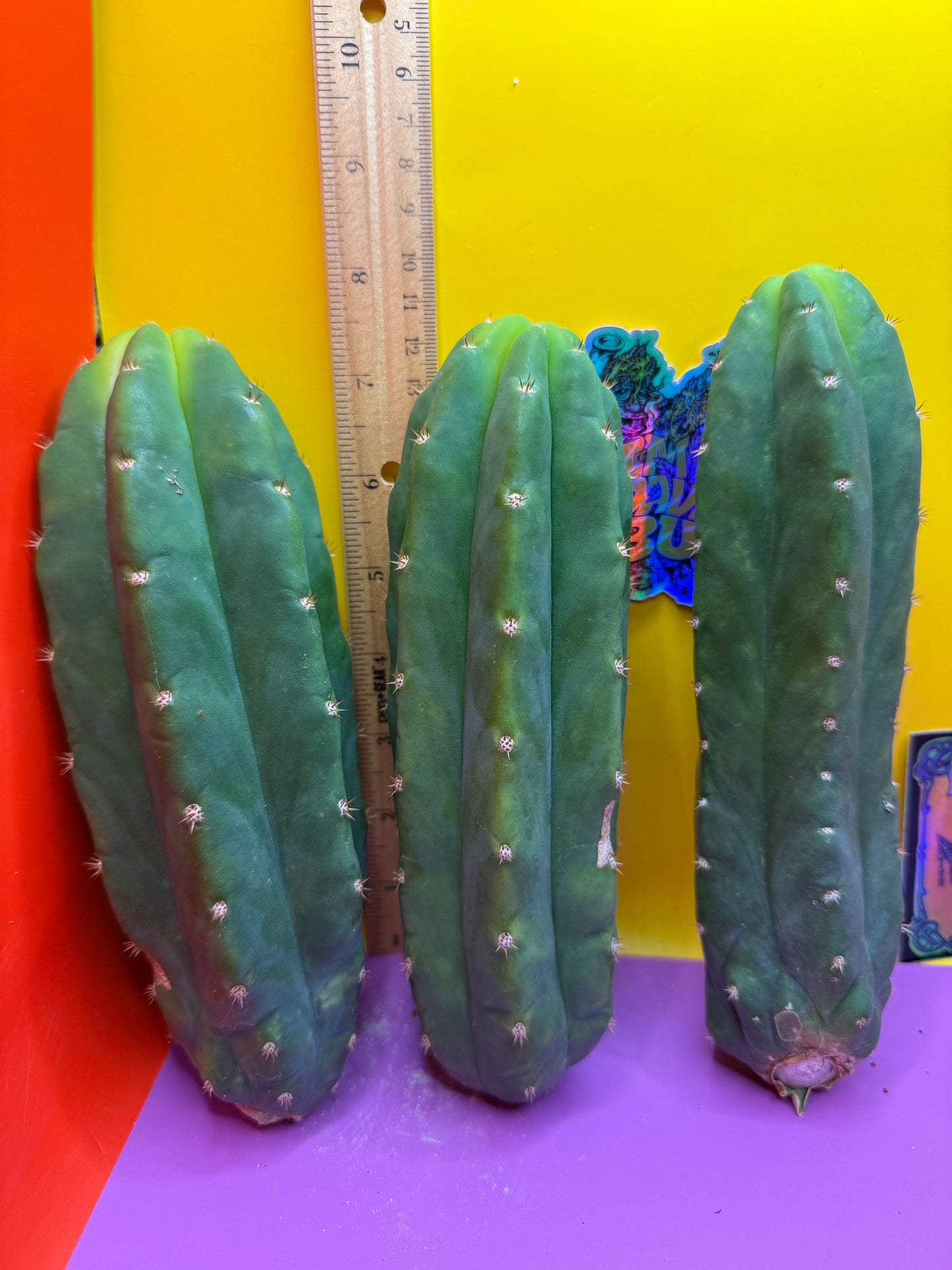 6”-8” San Pedro Cactus