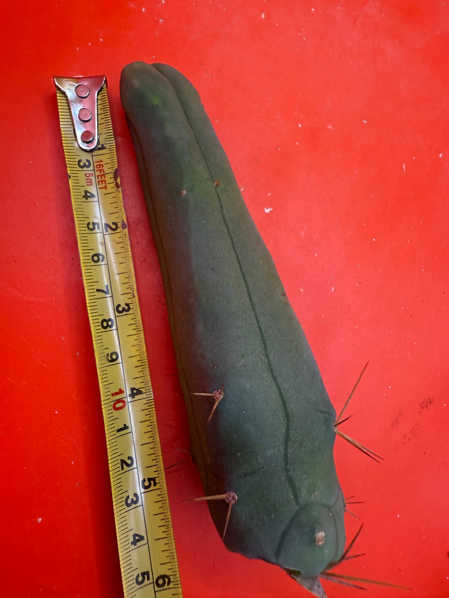 Long form with 10 healthy areole