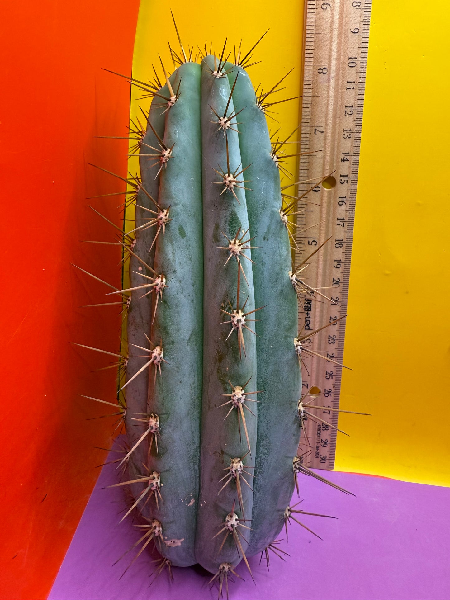 Trichocereus Matucana !