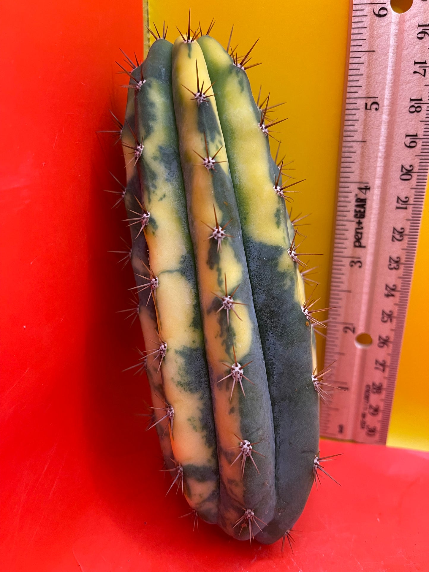 Variegated San Pedro Cactus trichocereus !