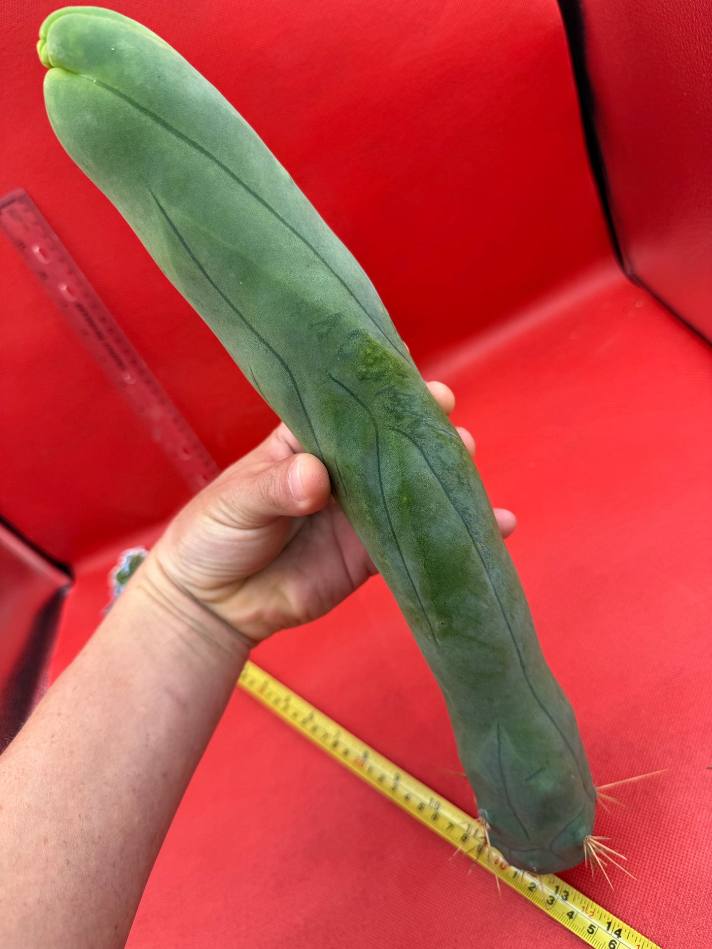 LONG FORM ! TBM-A cactus